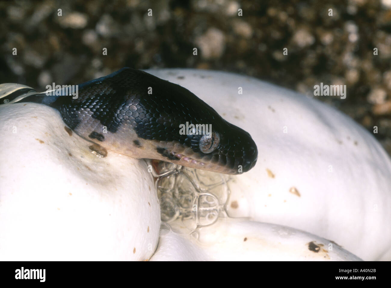 Tappeto di Python, Morelia spilota, da cova delle uova Foto Stock