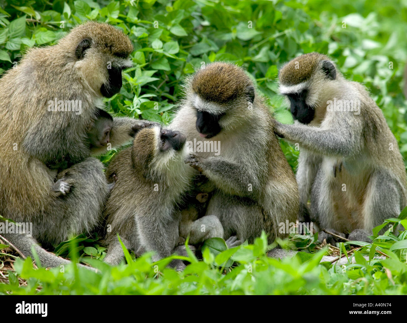 Le scimmie VERVET Cercopiyhecus aethiops Foto Stock