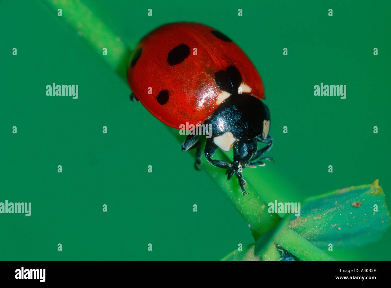 Sette spot coccinella, Coccinella septempunctata. Sullo stelo Foto Stock