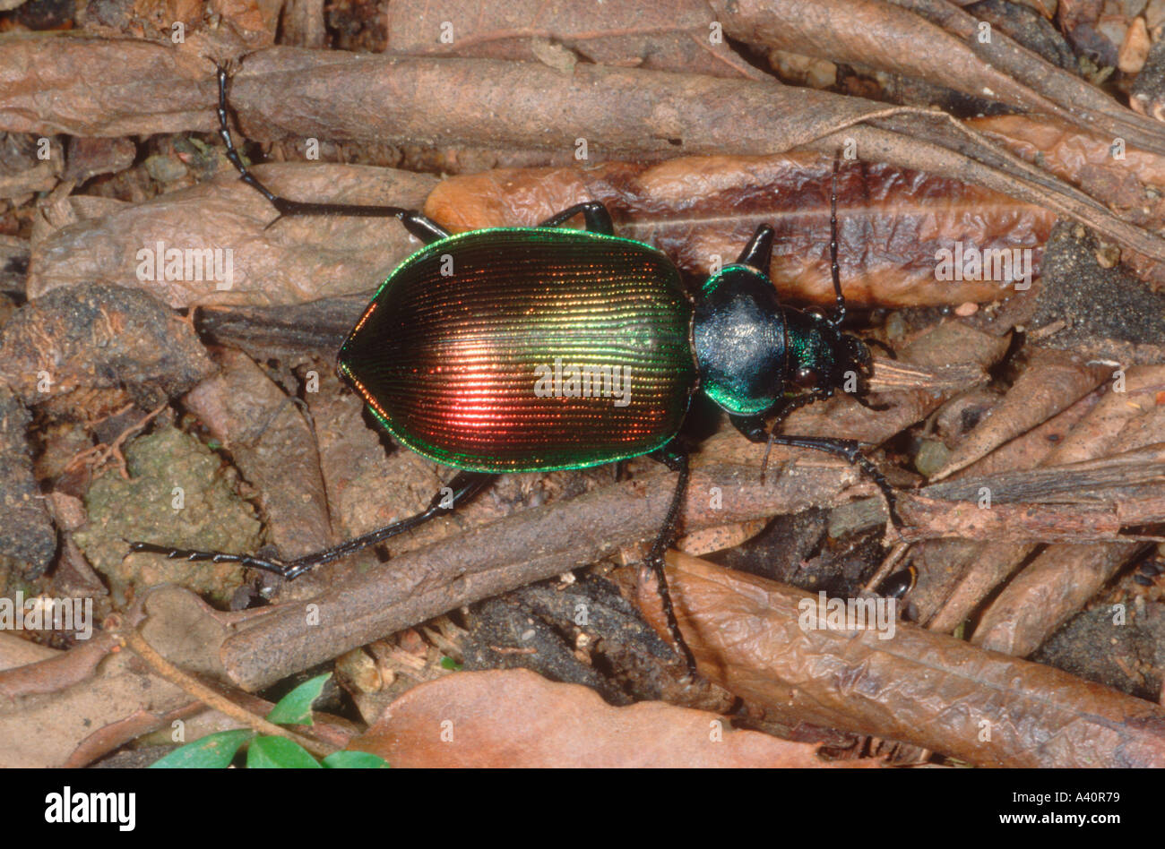 Massa Beetle, Calosoma sycophanta Foto Stock