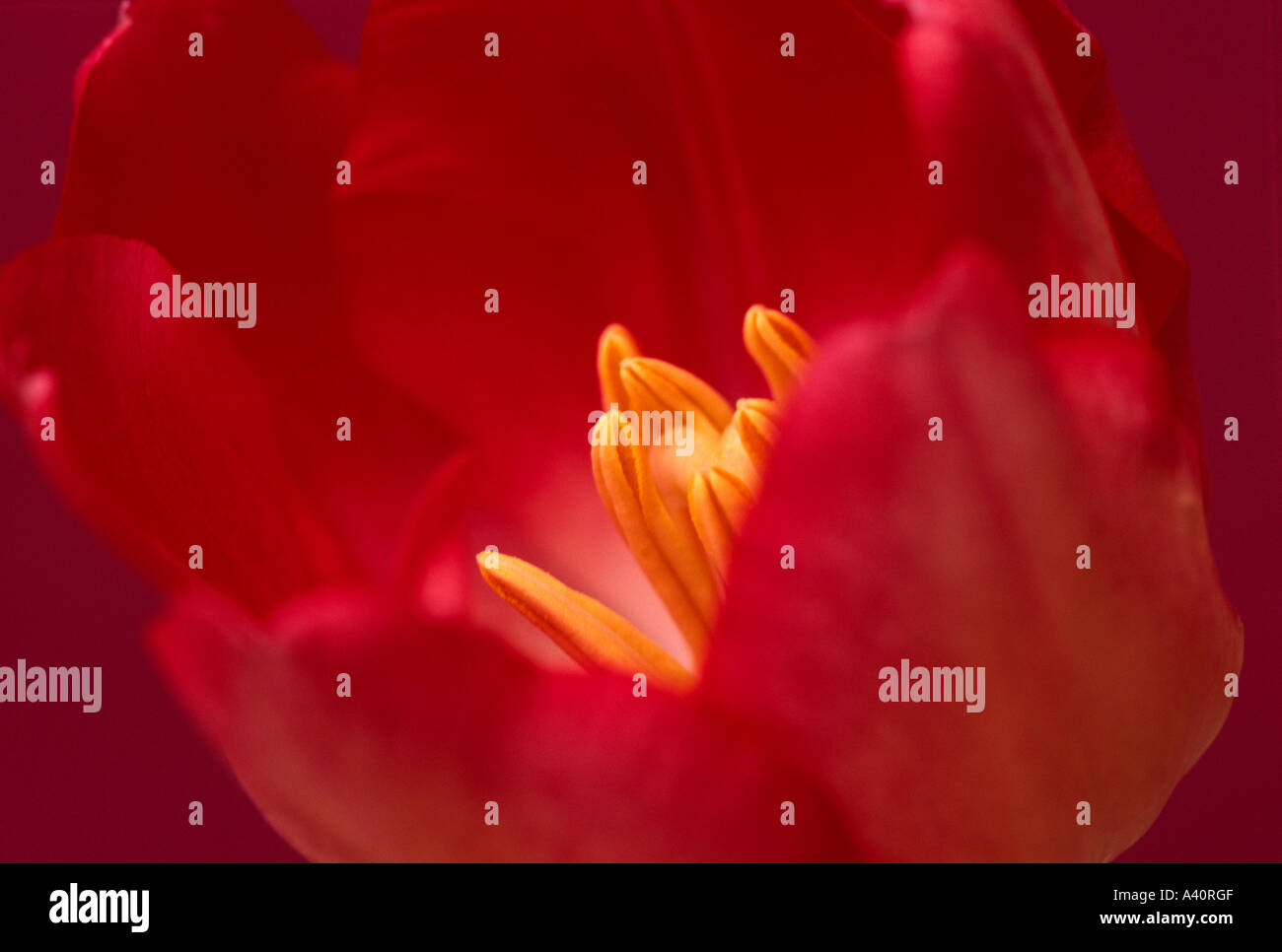 Contemporanea orizzontale studio immagine del tulipano rosso su sfondo rosso con il fuoco selettivo su central stami Foto Stock