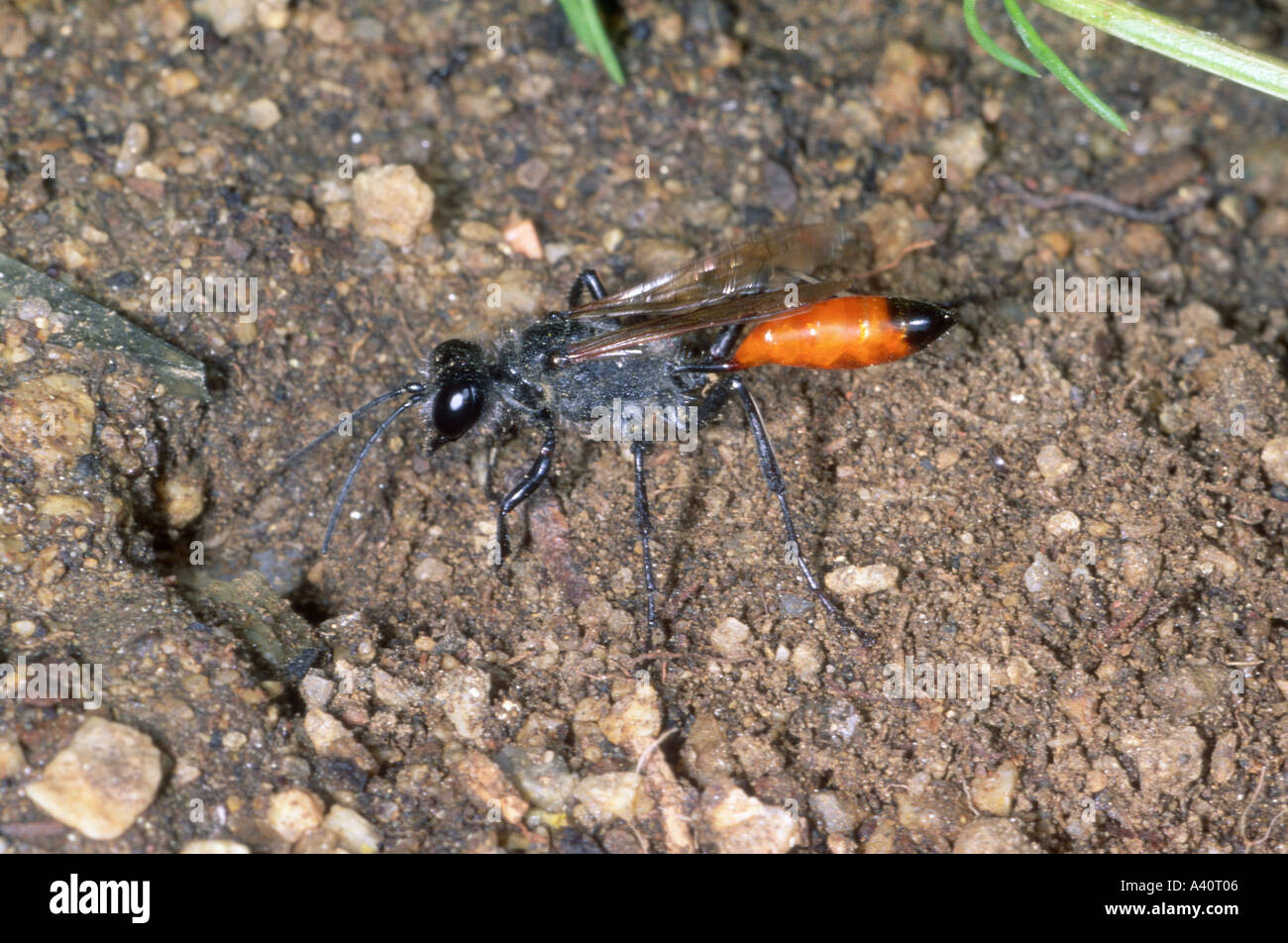 Digger Wasp, Sphex rufocinctus. Entrando a nido sul terreno Foto Stock