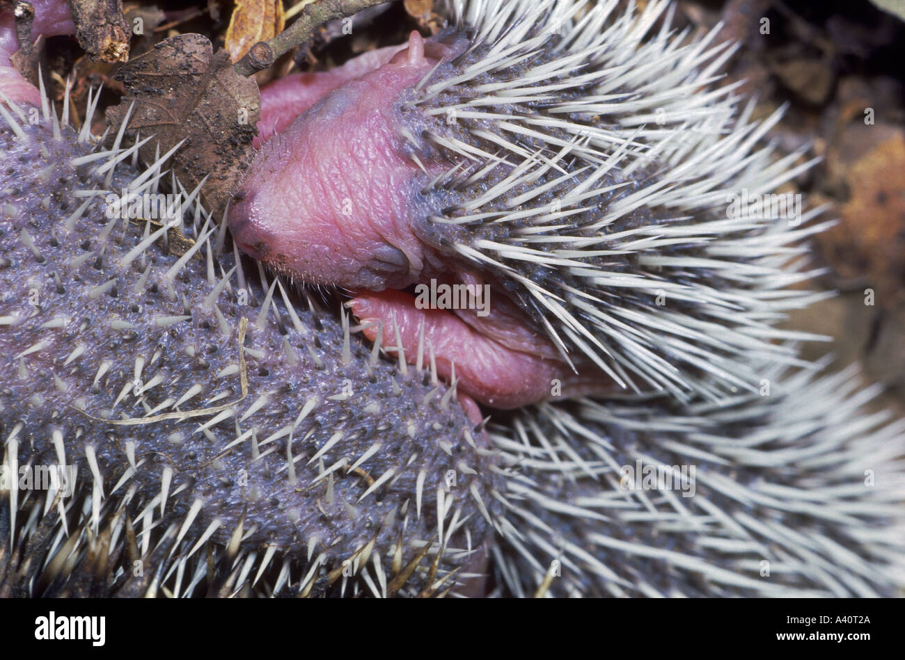 Il Riccio, Erinaceus europaeus. Neonati close-up Foto Stock