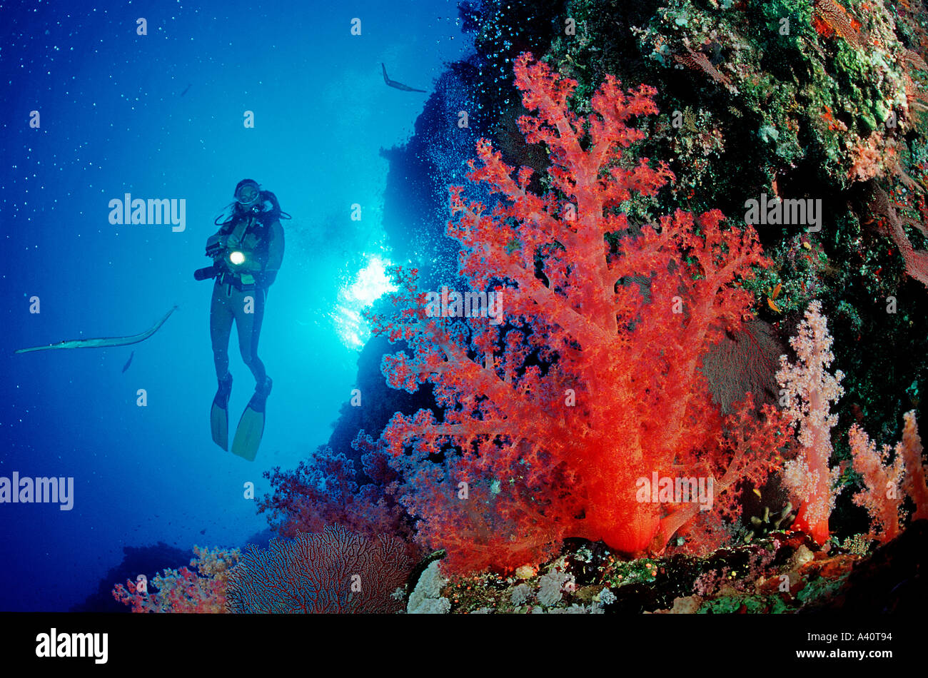 Taucher und Korallenriff subacqueo e barriera corallina Foto Stock