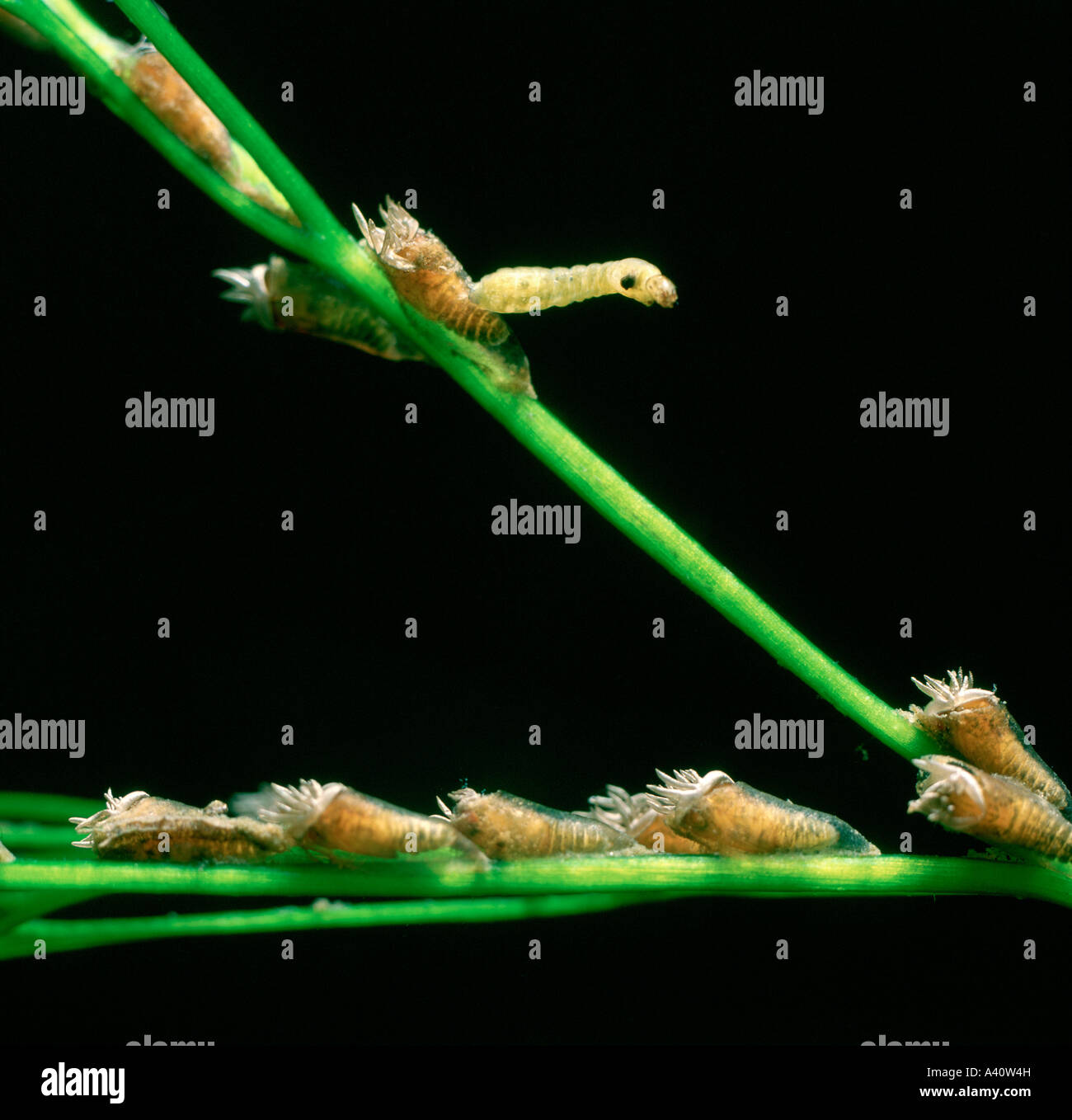 Blackfly Simulium equinum larva e pupe dei bozzoli attaccato al gambo watercrowfoot Foto Stock