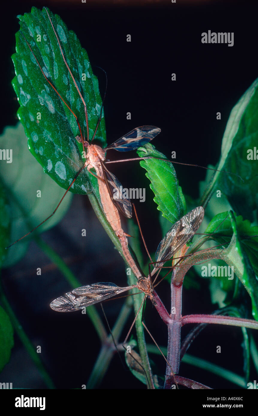 Gru vola, Tipula maxima. Coppia coniugata Foto Stock