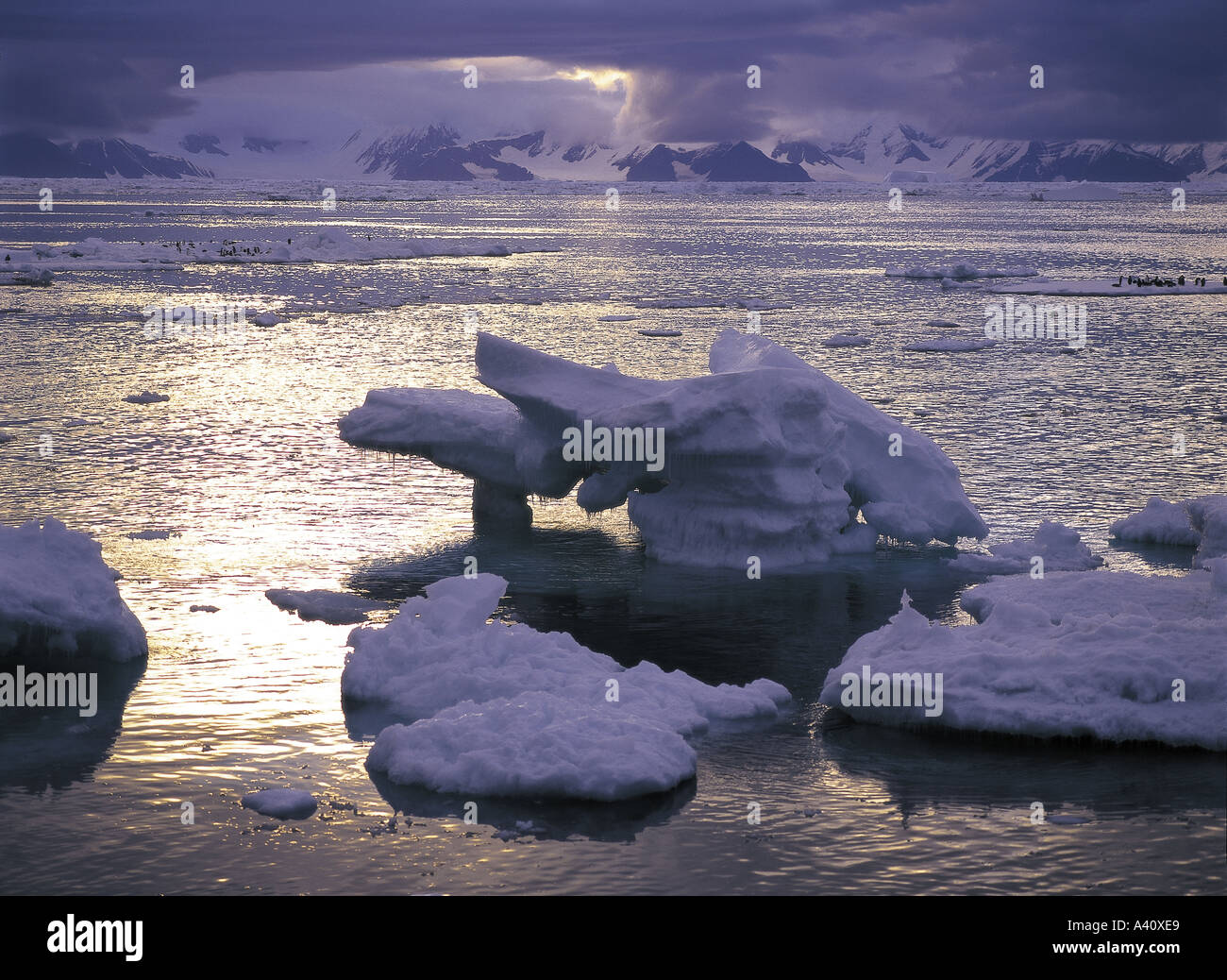 Pack ghiaccio a cape adare, Mare di Ross, Antartide Foto Stock