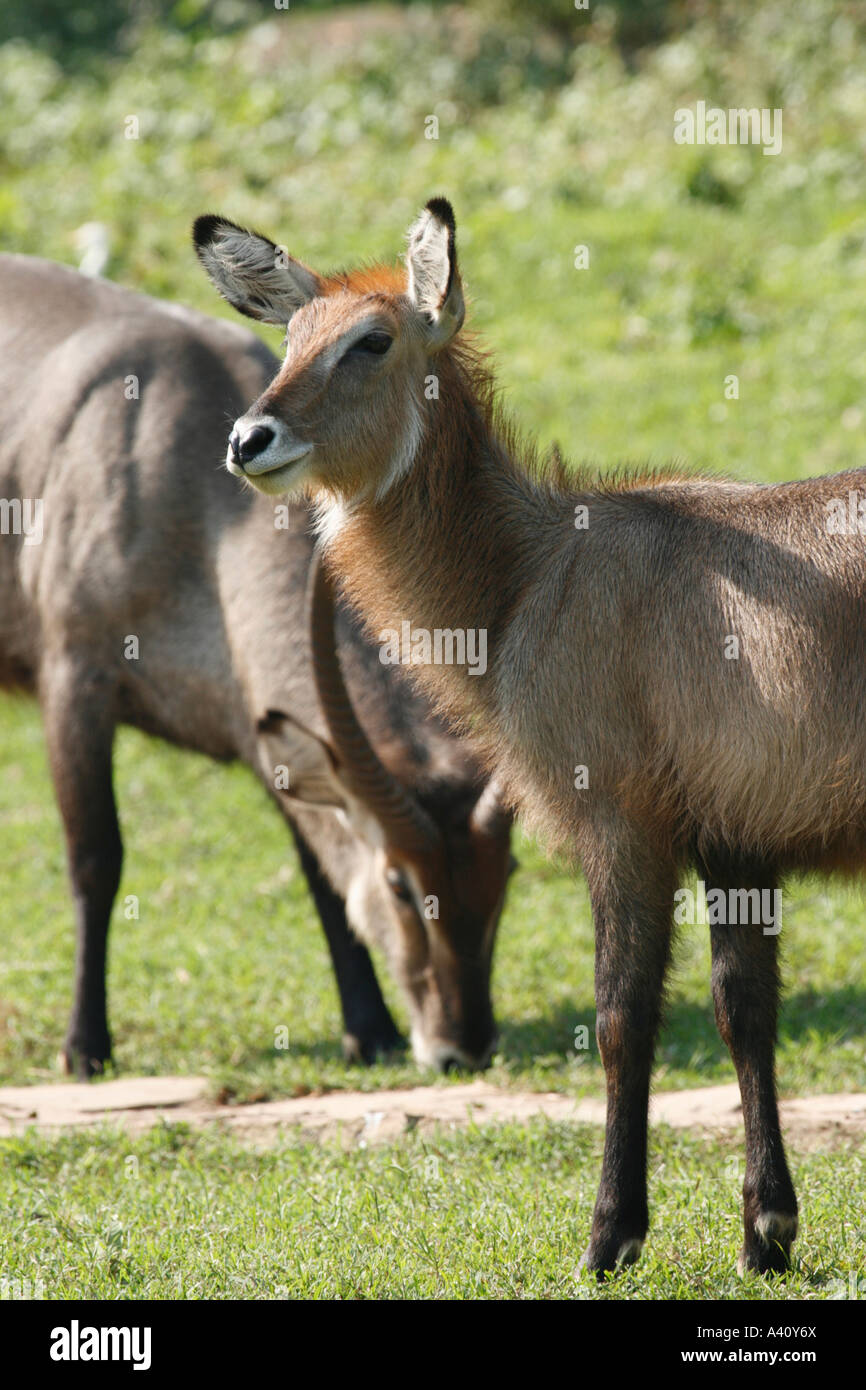 Avviso waterbuck femmina nella parte anteriore di un maschio Foto Stock