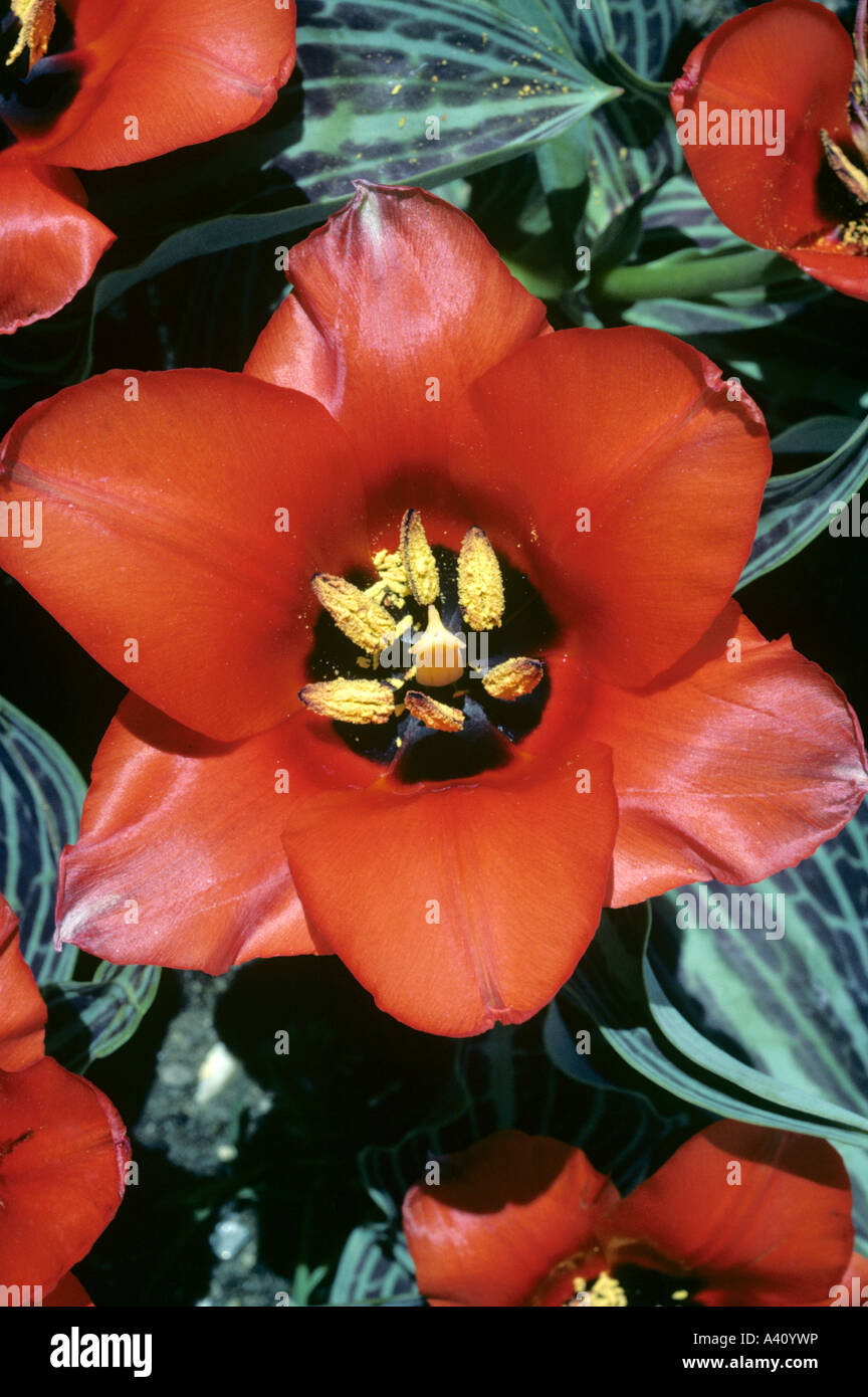 Tulip Tulipa greigii Red Riding Hood Foto Stock