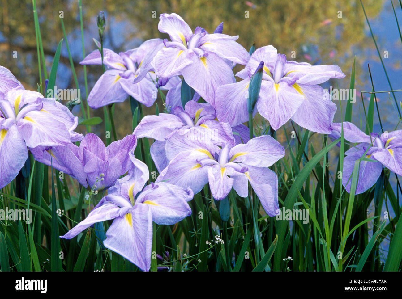 Bandiera giapponese iris Iris Iris ensata laevigata Foto Stock