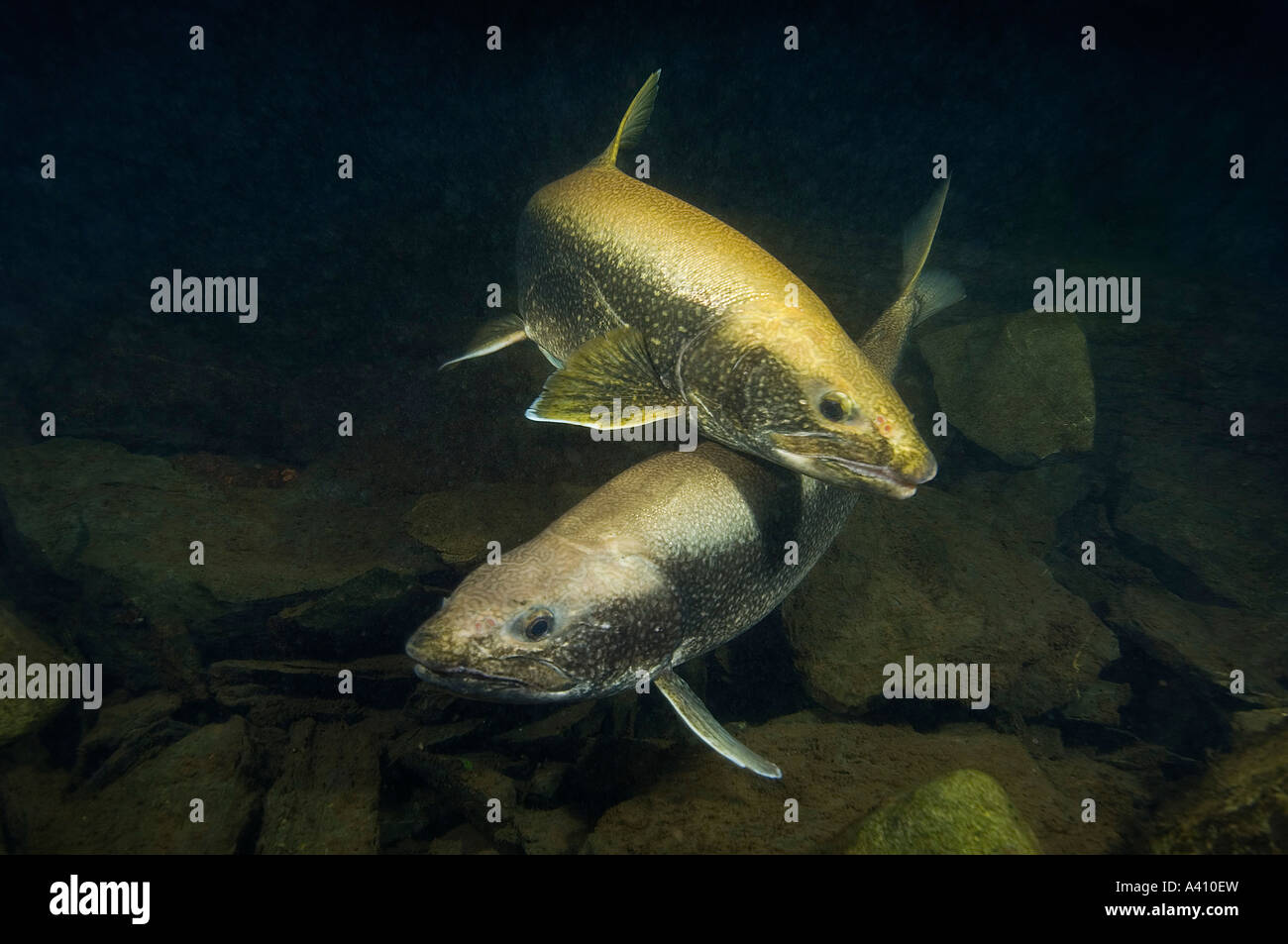 Lago di trota subacquea deposizione di uova in fine autunno Foto Stock