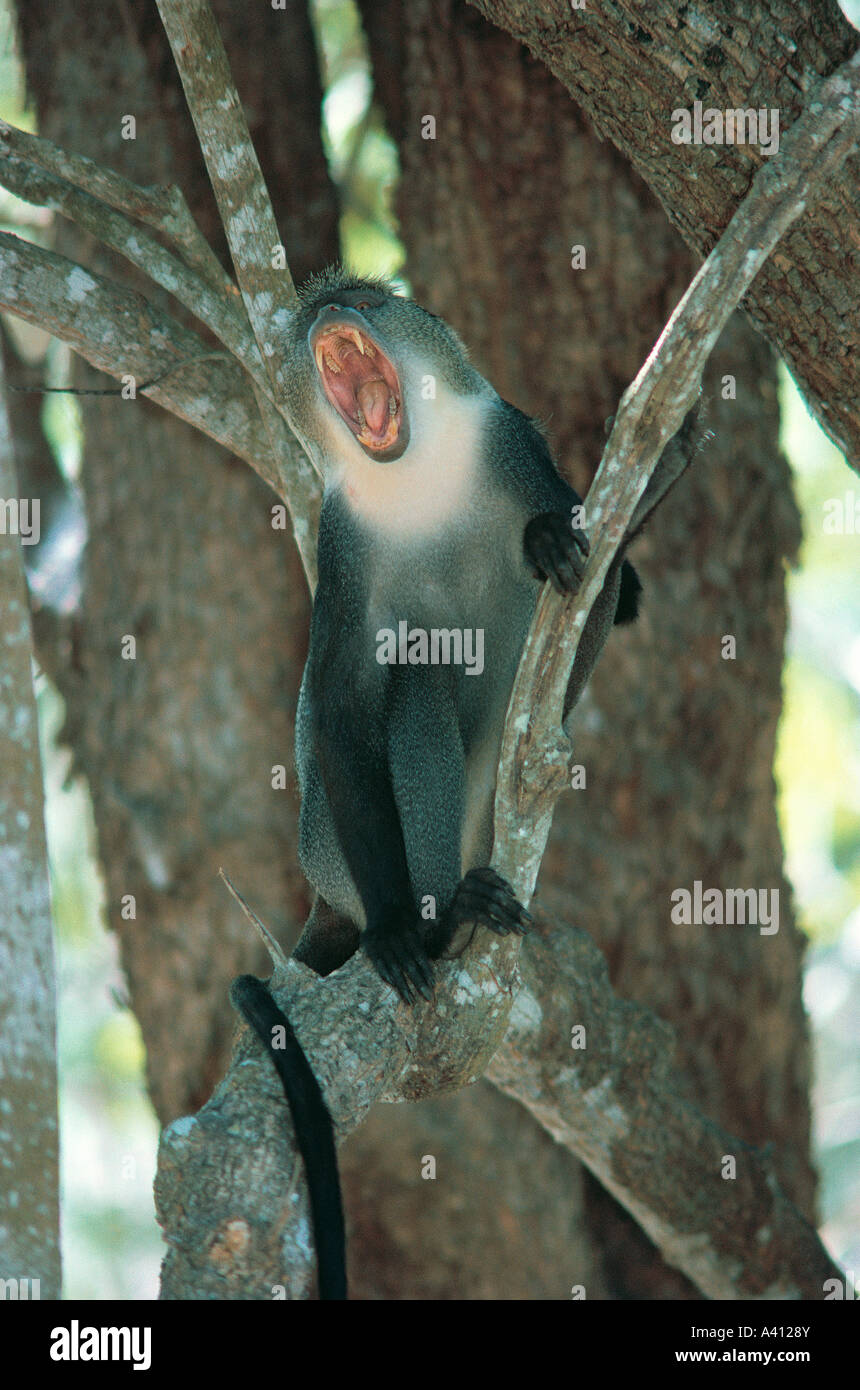 Sykes Monkey Cercopithecus mitis Kolbi una gara del Blue Monkey sulla costa del Kenya Foto Stock