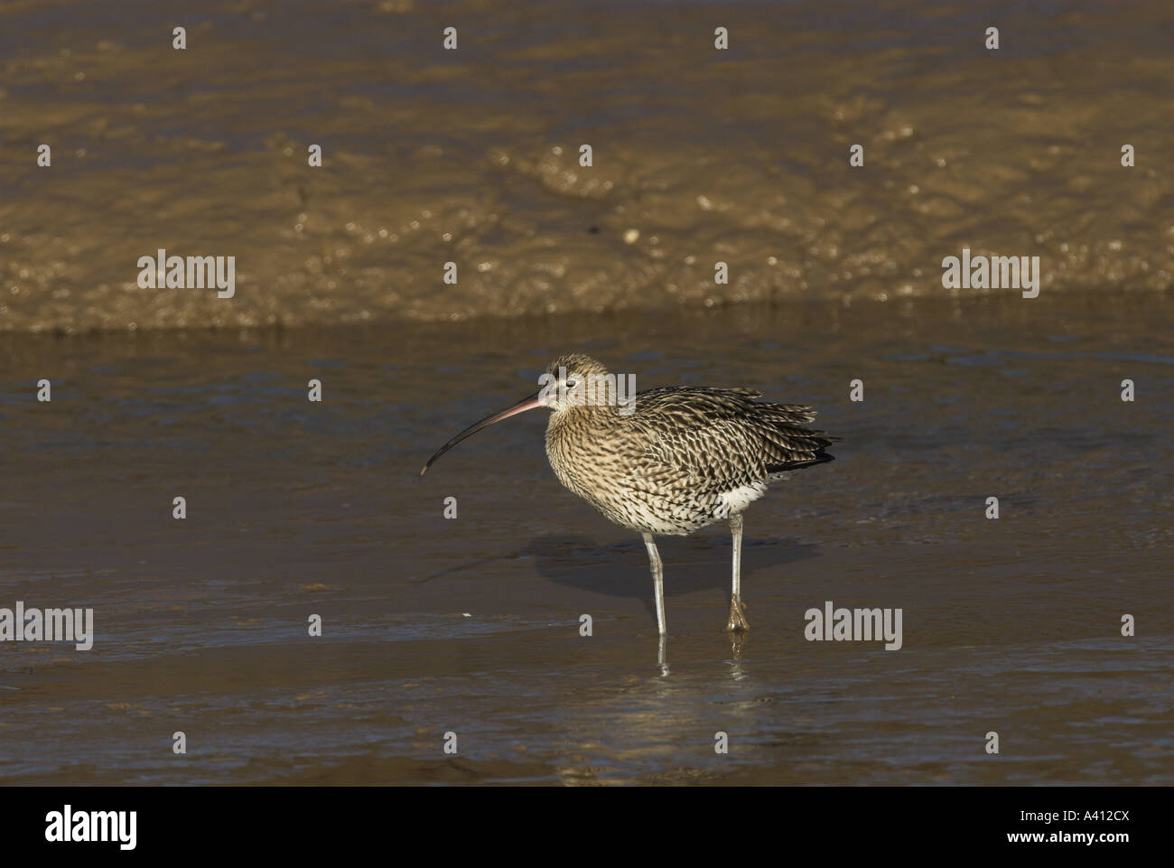 Curlew Numenius arquata alimentando in saltwater tidal creek NORFOLK REGNO UNITO Febbraio Foto Stock