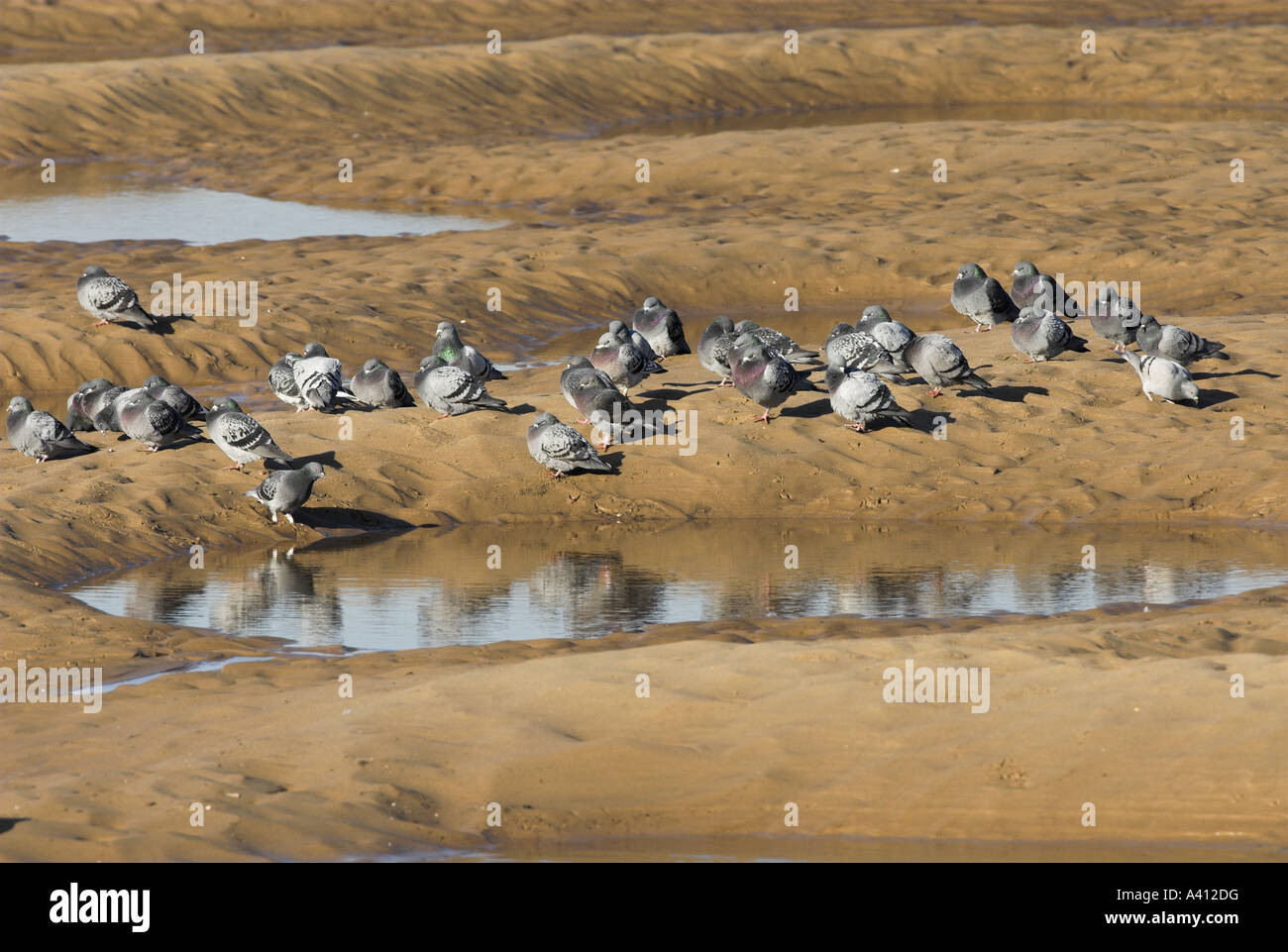 Ferel Piccioni Columba livia oenas sono ' appollaiati sulla sabbia in tidal creek a bassa marea NORFOLK REGNO UNITO Febbraio Foto Stock