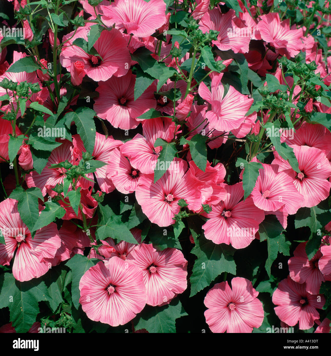 Lavatera Silver Cup è un annuale hardy con rosa a forma di coppa fiori Foto Stock