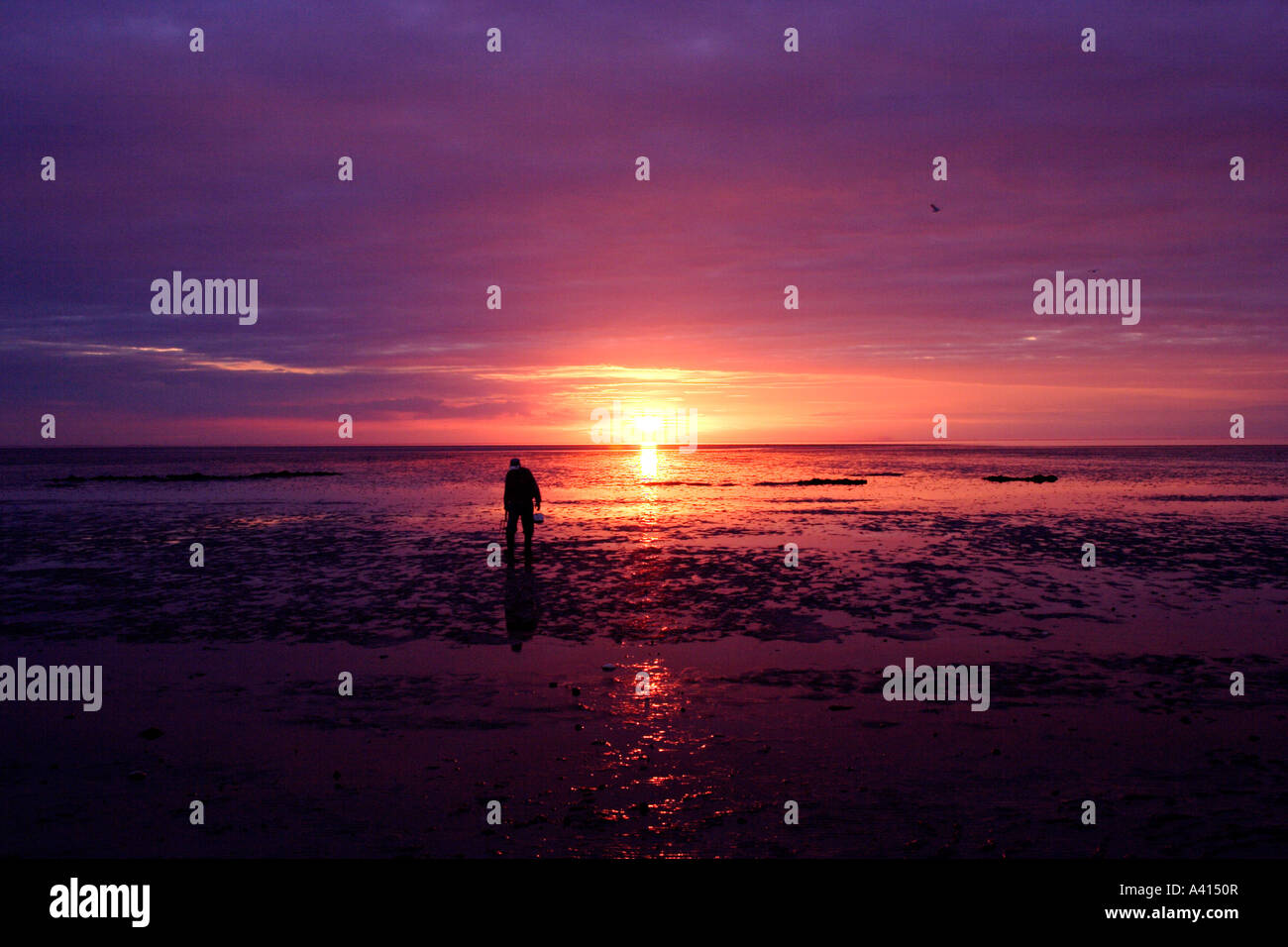 Silhouette di arricciatura picker tenendo una benna ad ovest sulla costa di Norfolk, Snettisham beach con il glorioso tramonto dietro Foto Stock