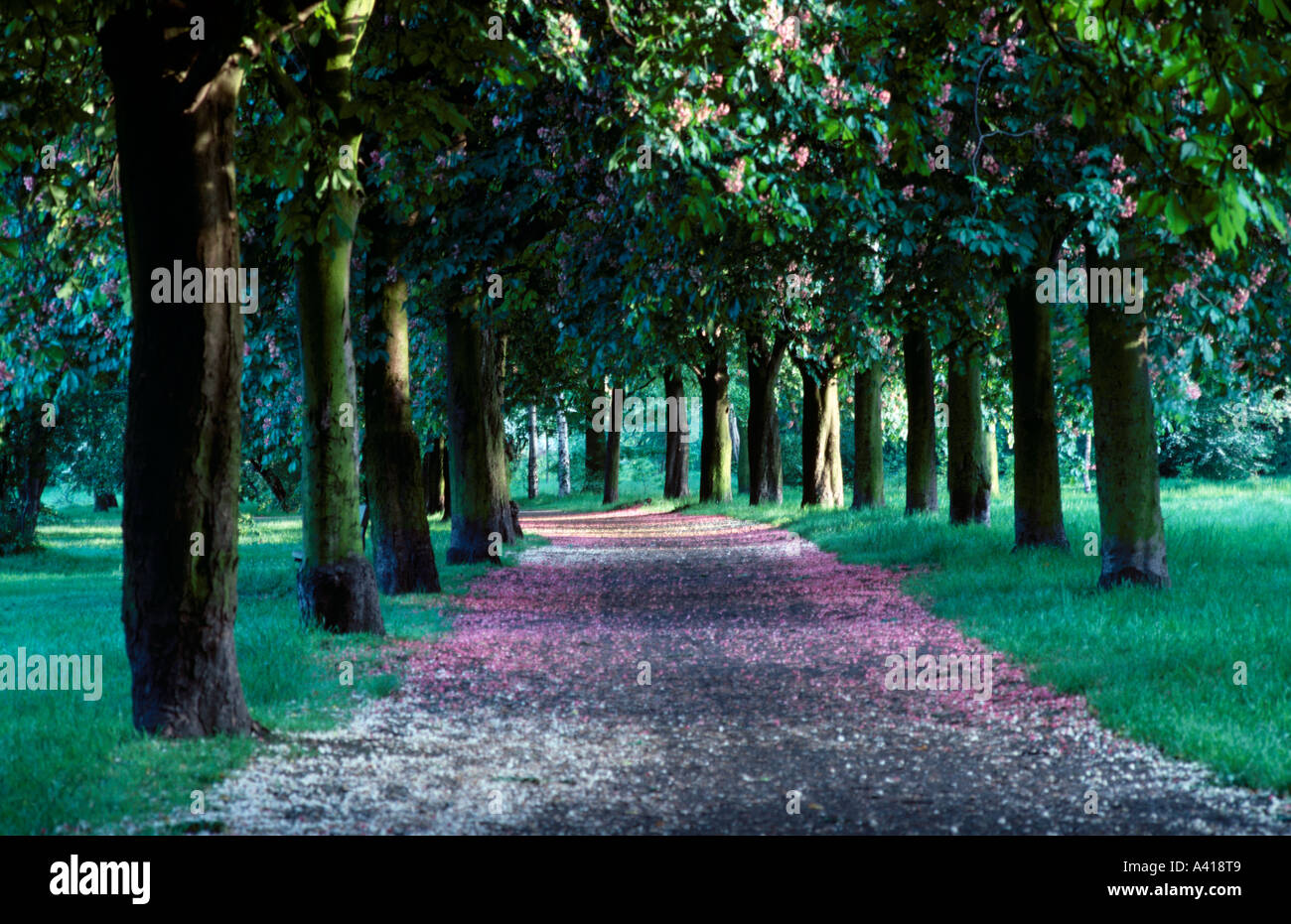 Primavera sbocciano i fiori Ippocastani Wandsworth Common London REGNO UNITO Europa Foto Stock