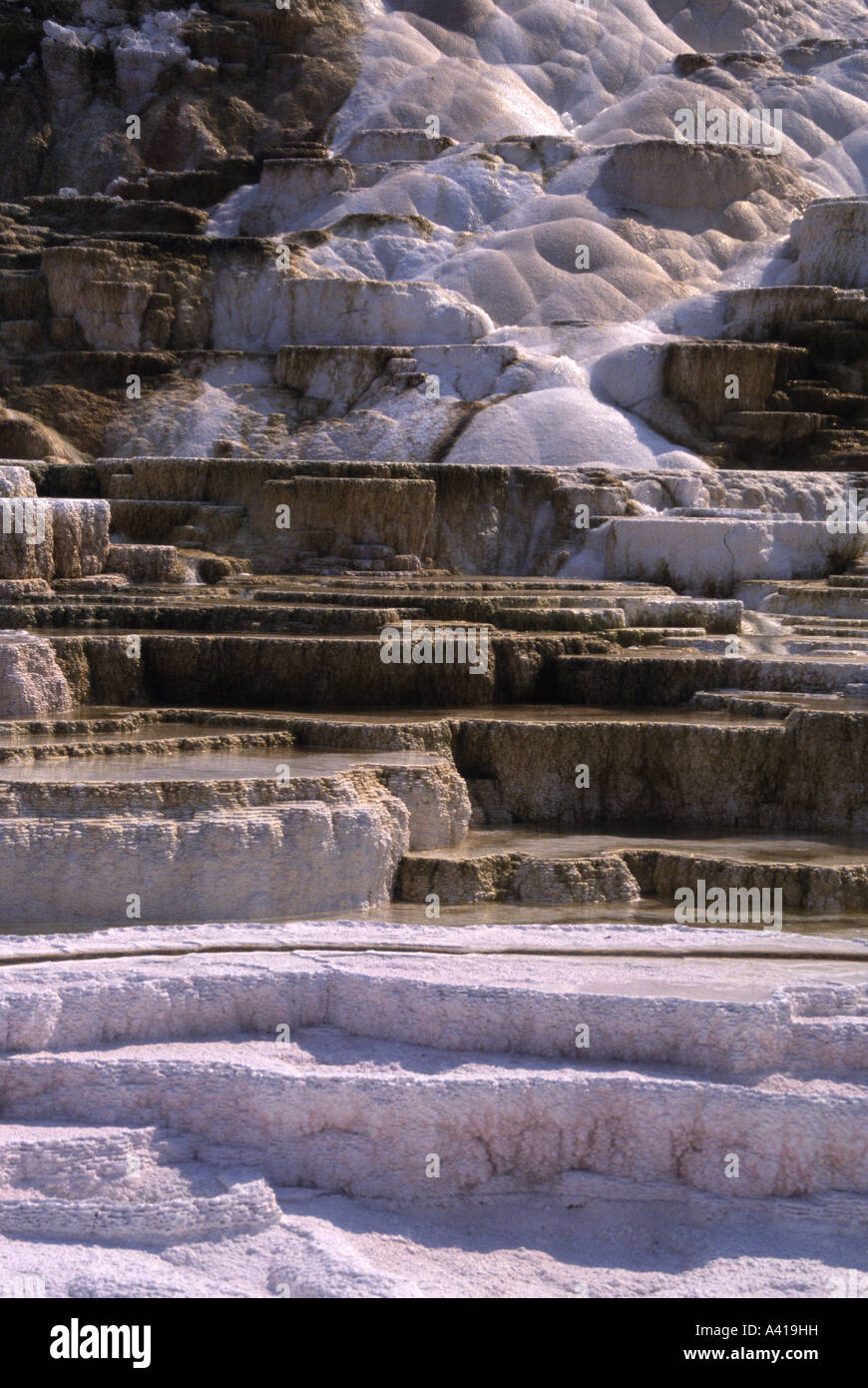 Mammoth Hot Springs, molla tavolozza, il Parco Nazionale di Yellowstone, Wyoming USA Foto Stock