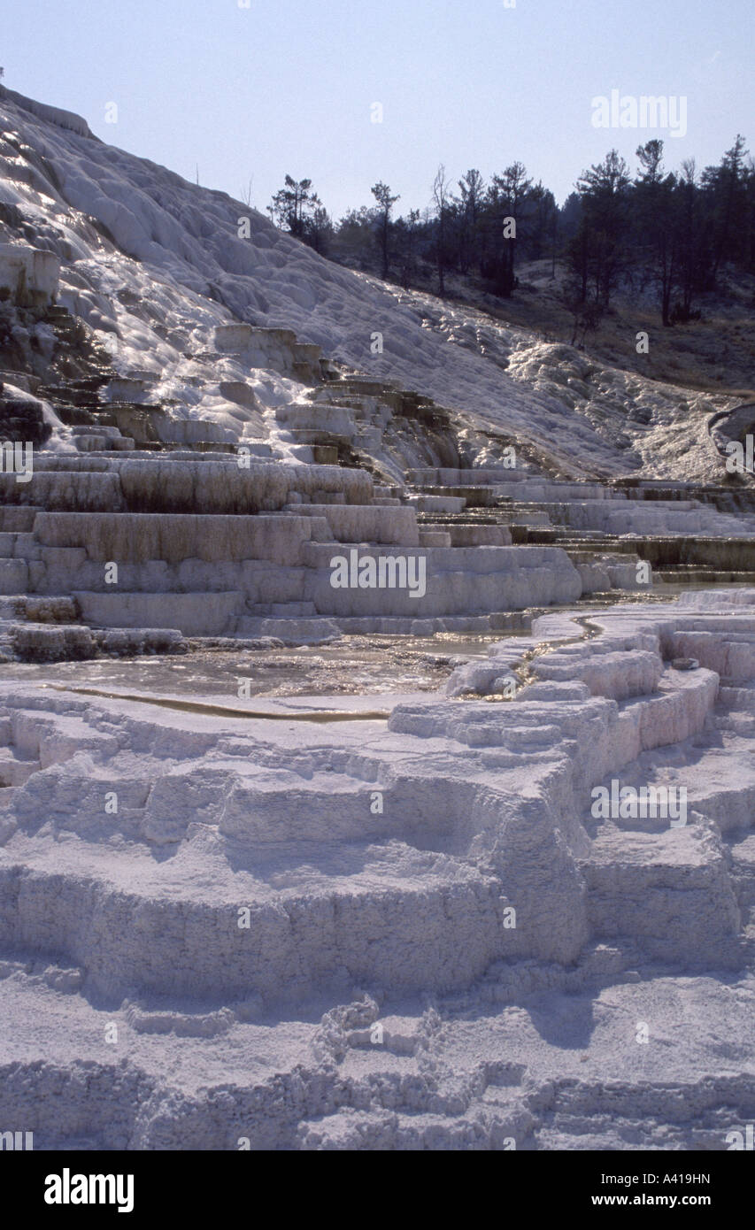 Mammoth Hot Springs, molla tavolozza, il Parco Nazionale di Yellowstone, Wyoming USA Foto Stock