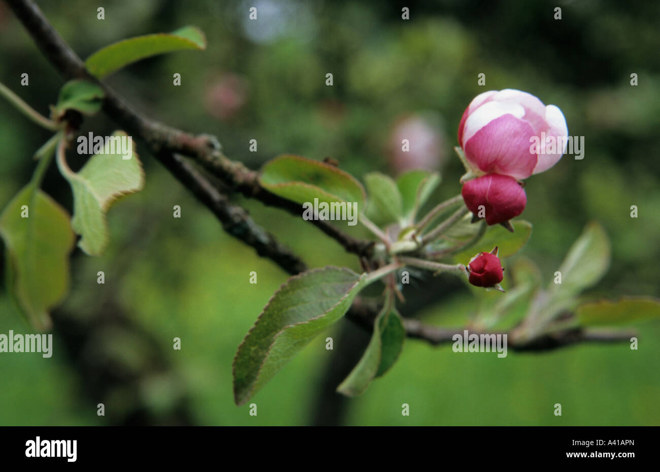 Boccioli di melo Malus domestica Foto Stock