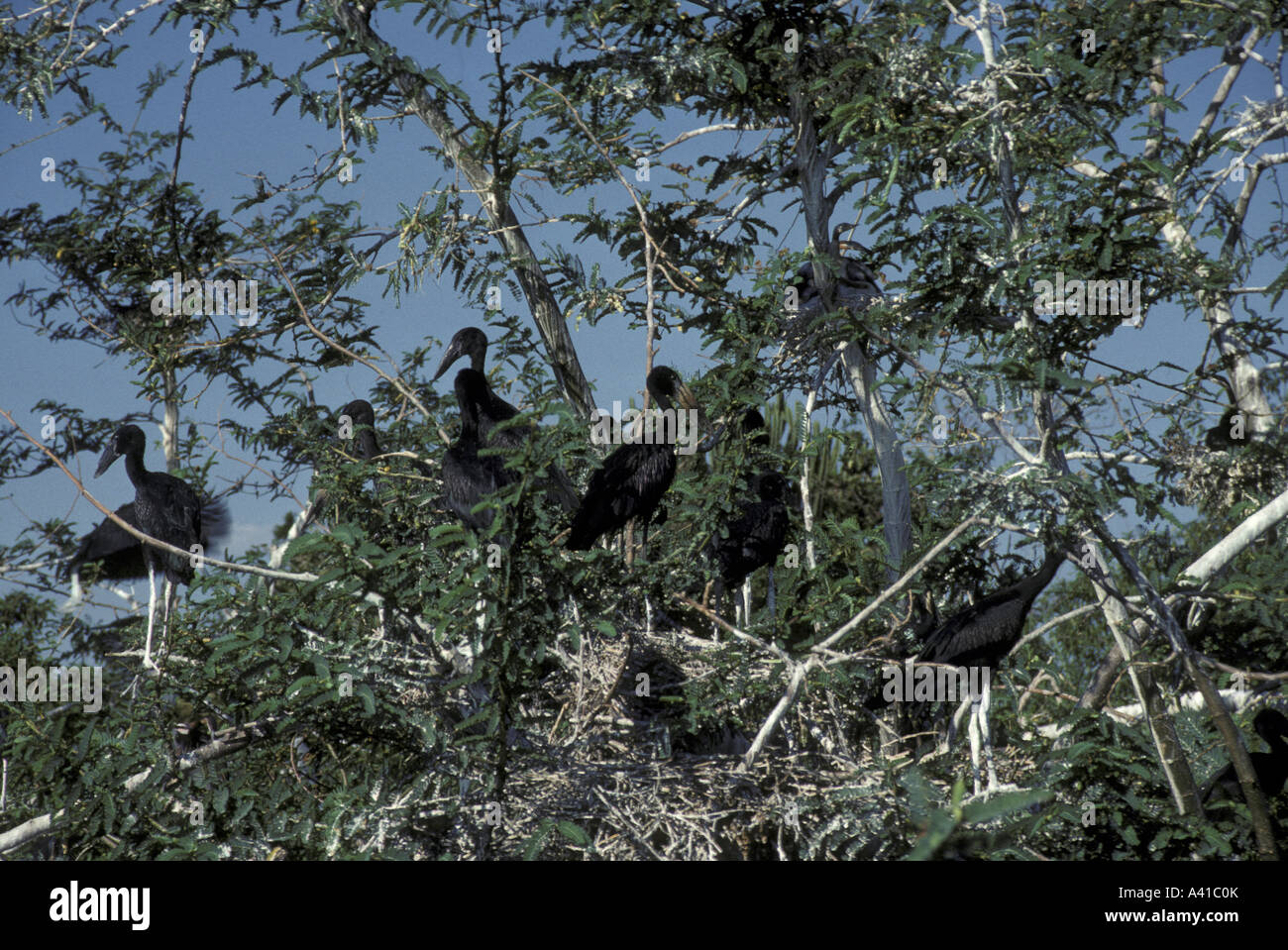 Aprire fatturati Stork Anastomus lamelligerus colonia nidificazione Foto Stock