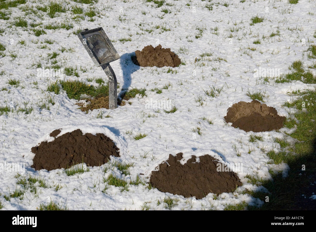 Molehills in inverno la neve Foto Stock