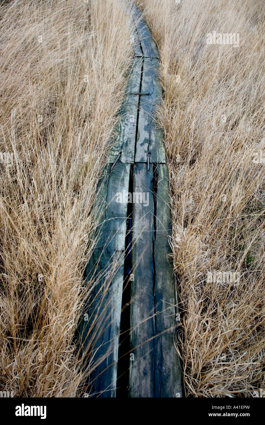 Bordo a piedi su una zona umida a Chobham comune in Surrey. Foto Stock