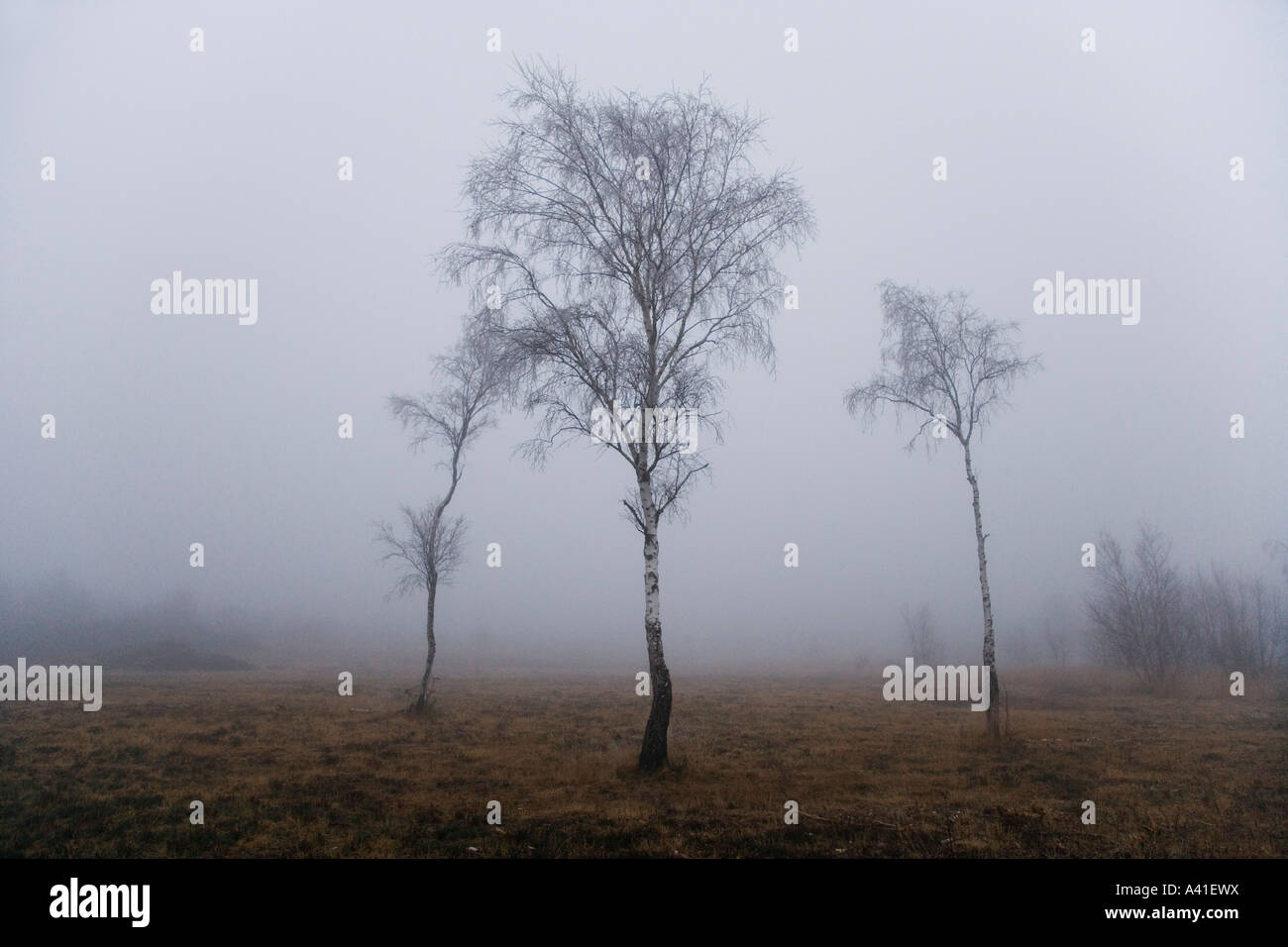 Una fitta nebbia su Chobham comune. Foto Stock