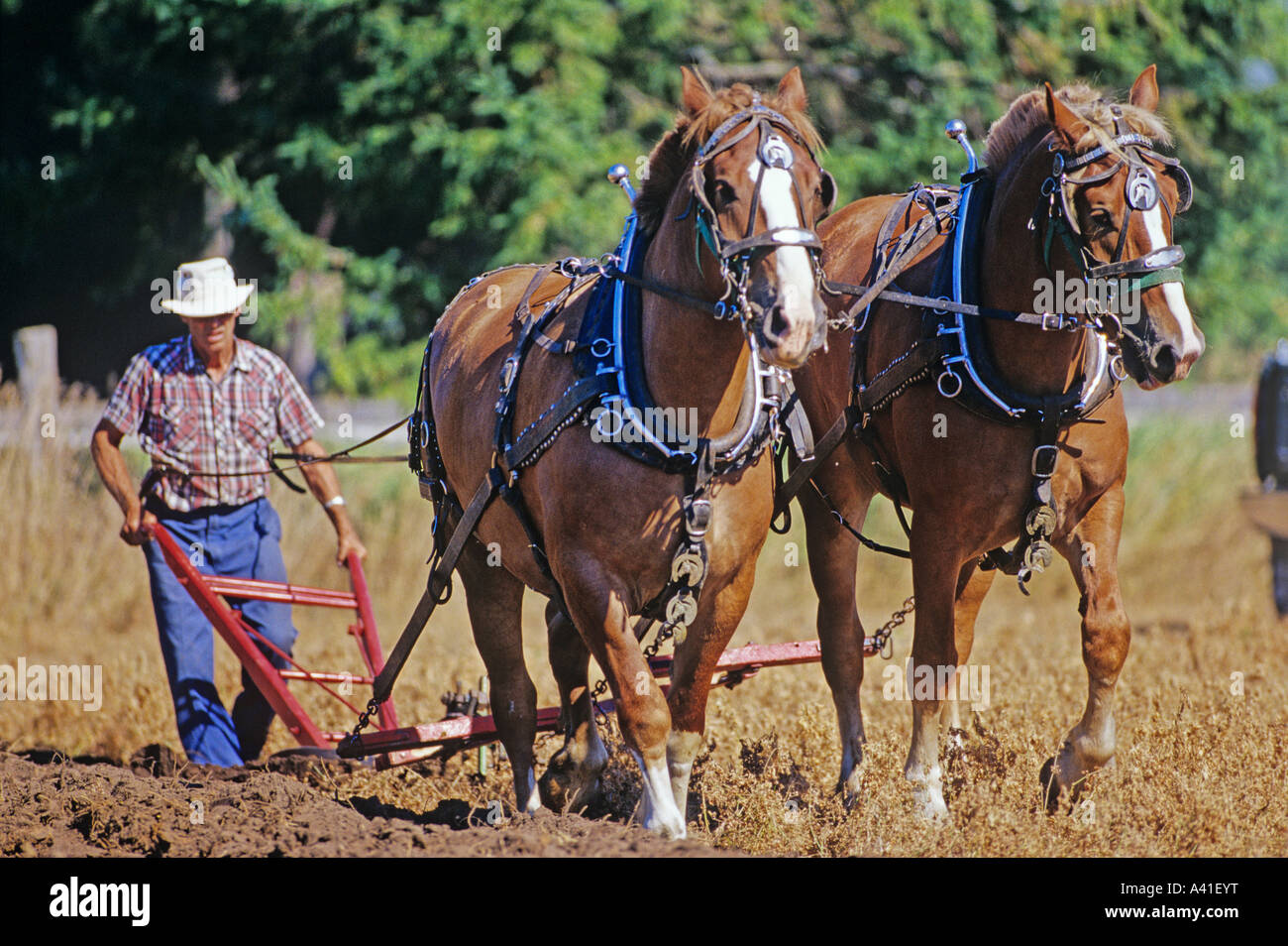 Horses Pulling Plow, International Plowing Match and Rural Expo, Meaford, Ontario, Canada Foto Stock