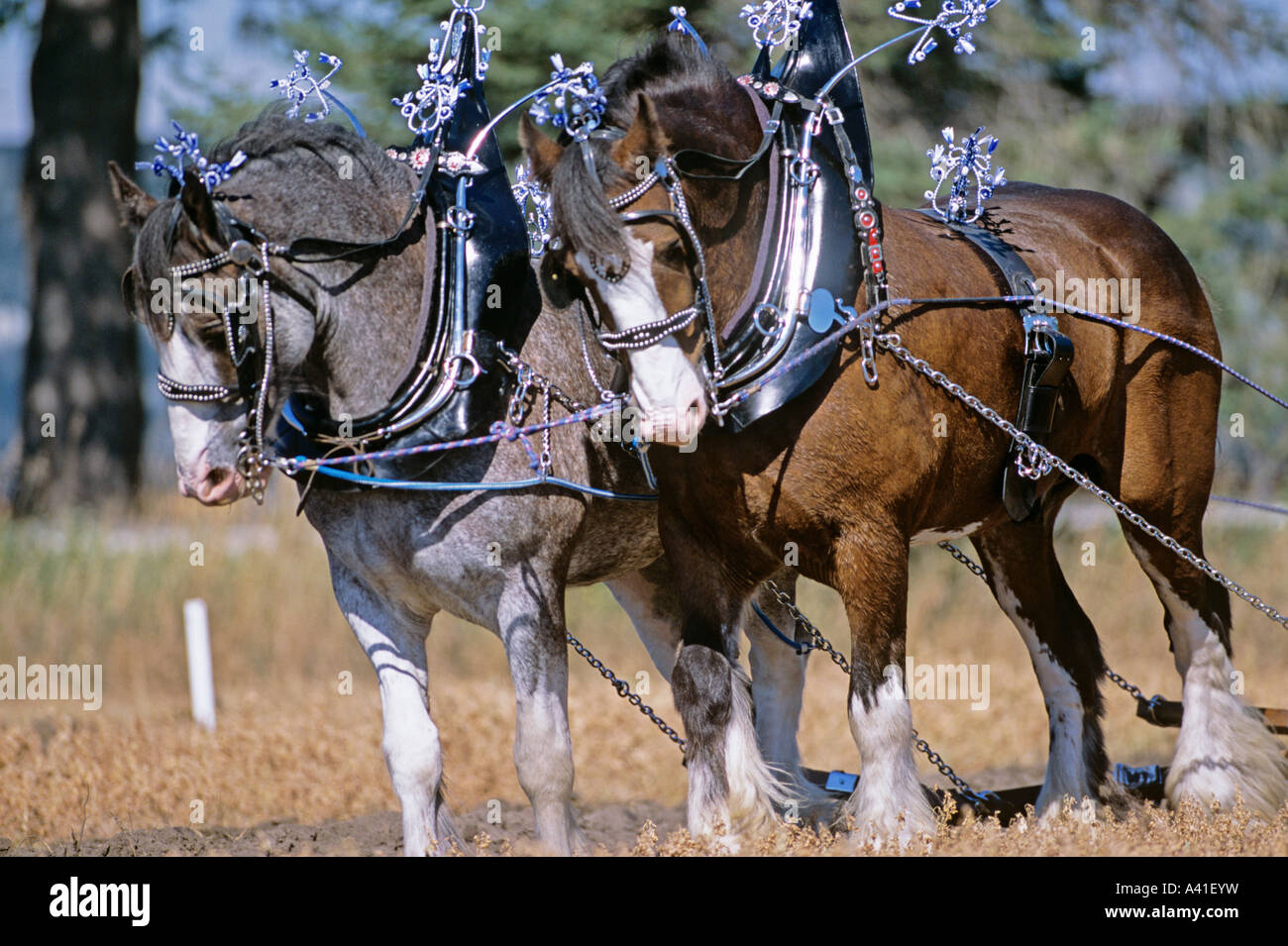 Horses Pulling Plow, International Plowing Match and Rural Expo, Meaford, Ontario, Canada Foto Stock