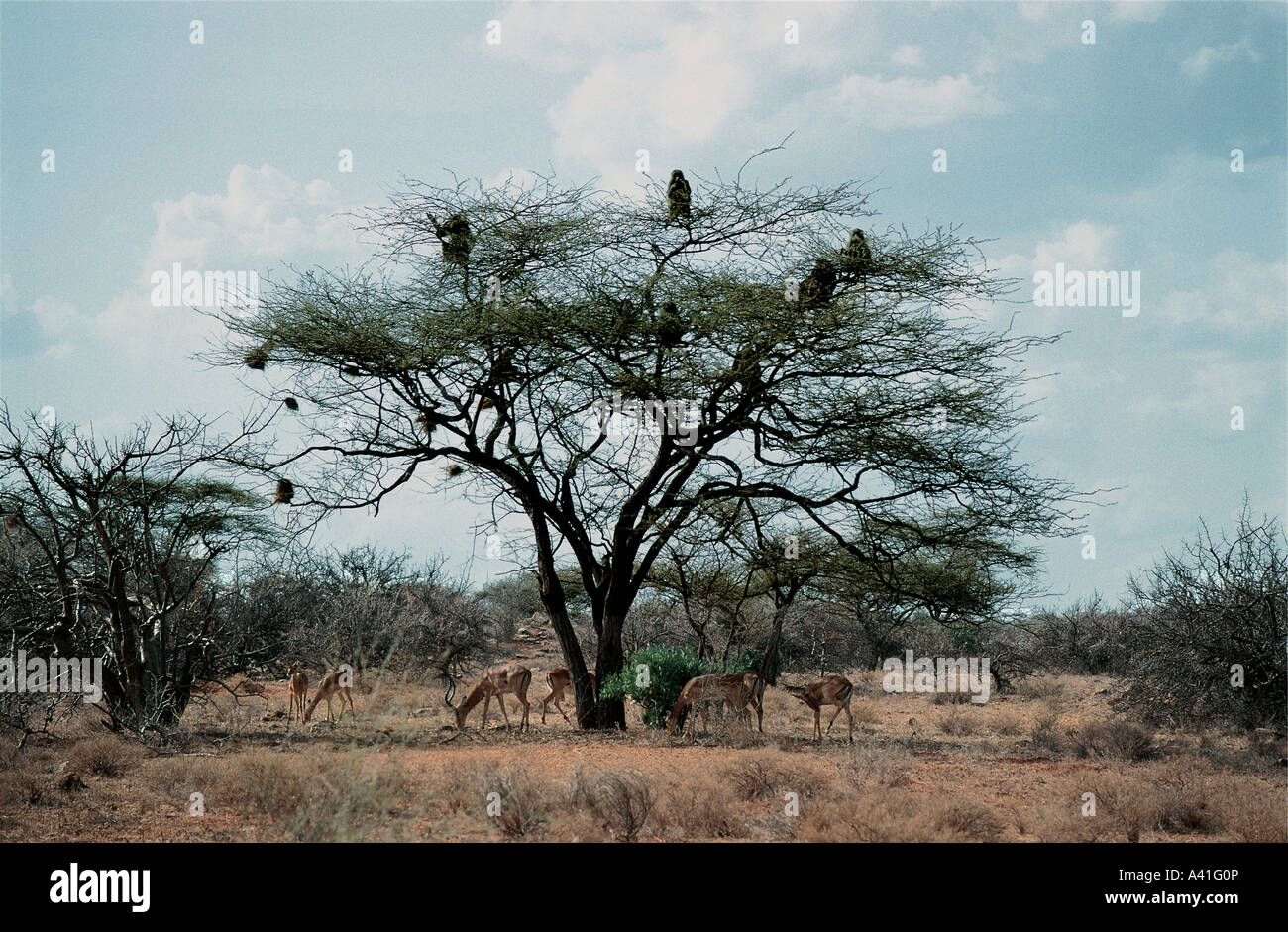 Un gruppo di oliva alimentazione di babbuino su capsule di seme in un albero di Acacia Samburu Riserva nazionale del Kenya Africa orientale Foto Stock