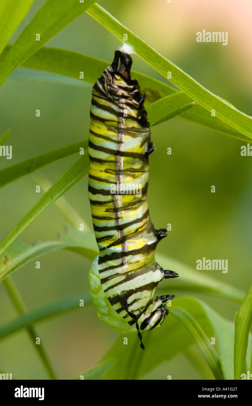 Farfalla monarca (Danaus plexippus) Caterpillar in posizione J circa per la trasformazione di fase chrysallis Ontario Foto Stock