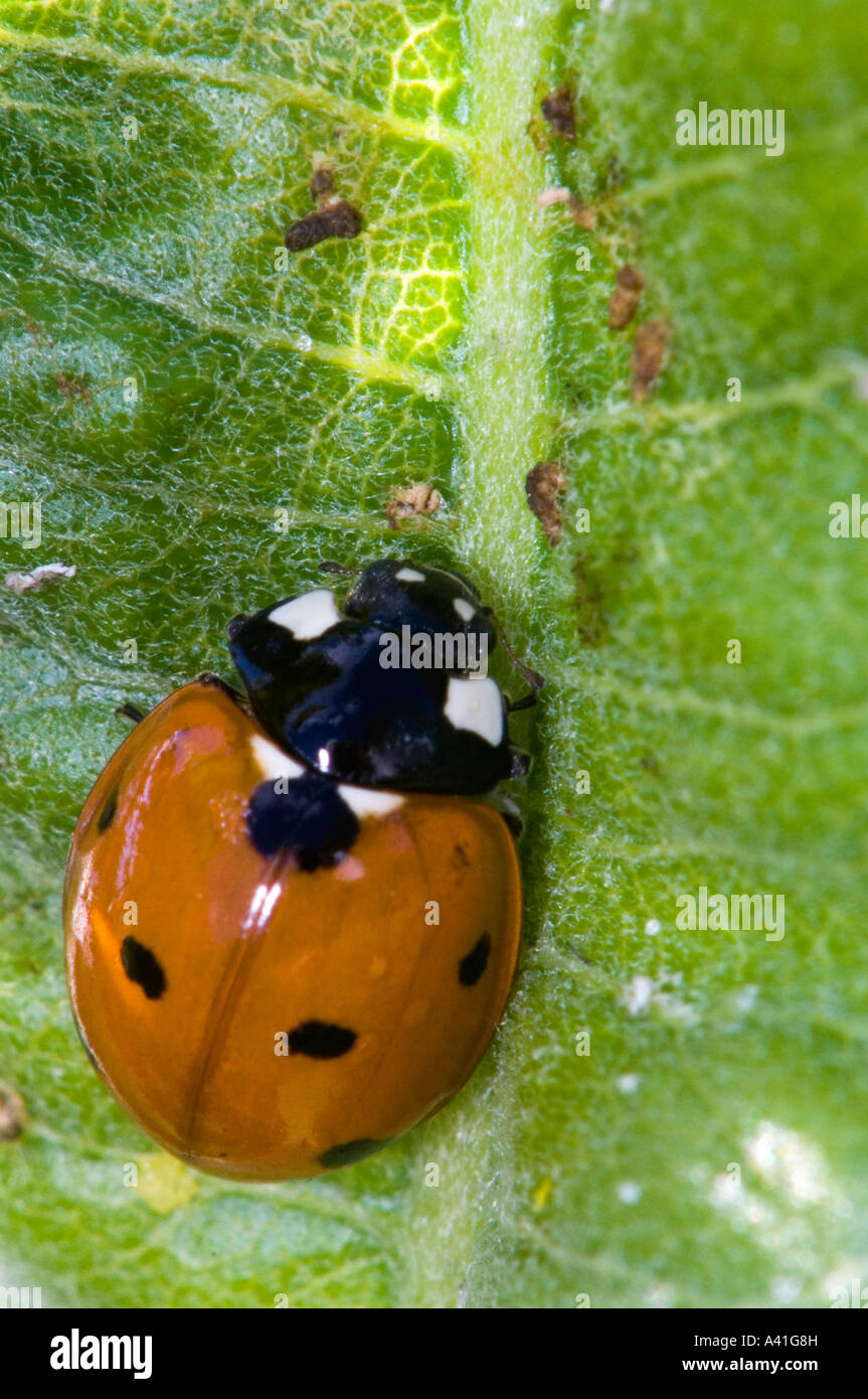 Sette spotted Lady Beetle (Coccinella septempunctata) alimentazione su afidi sulla pianta milkweed Ontario Foto Stock
