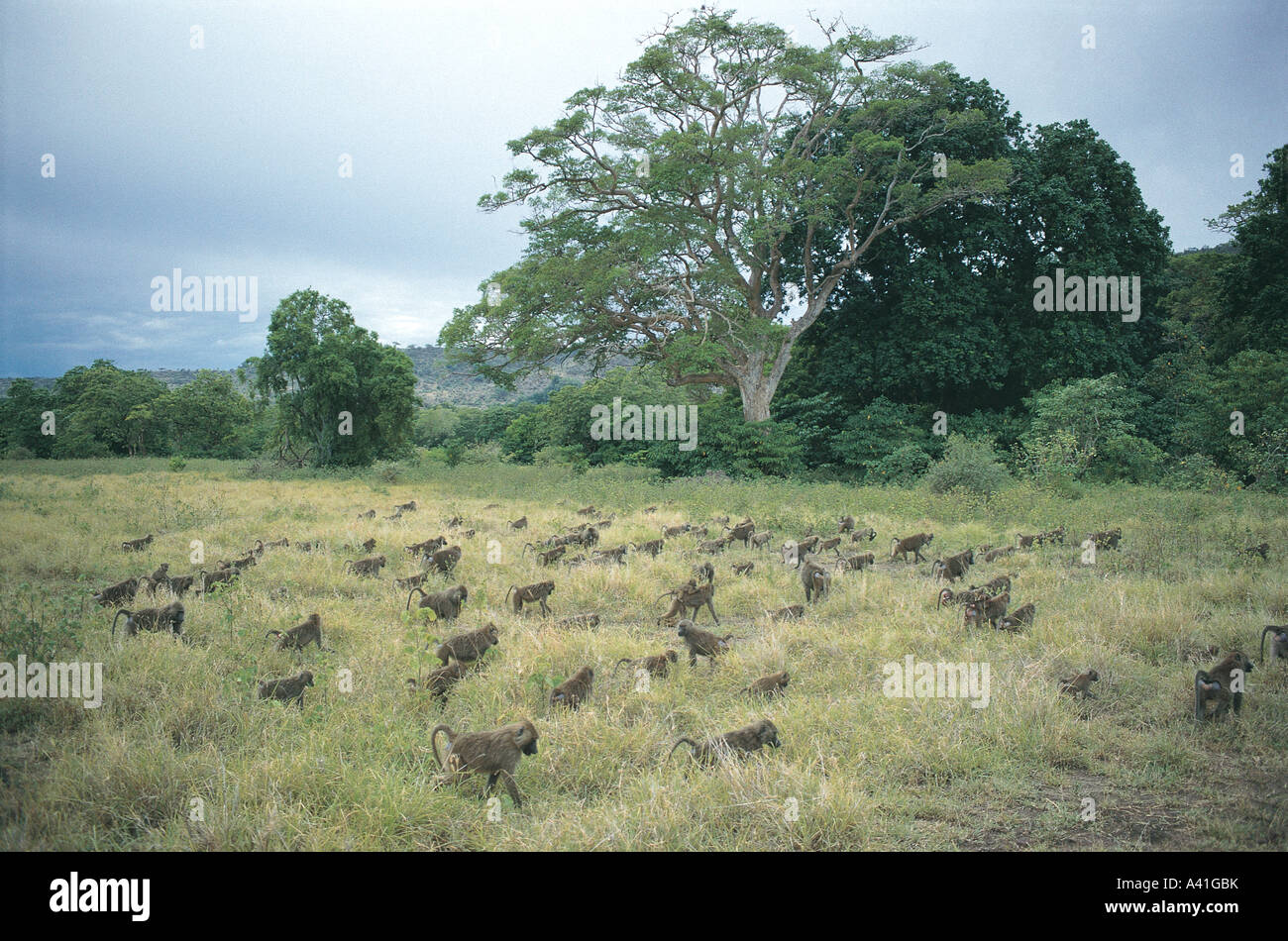 Enorme squadrone di oliva babbuini in erba sul terreno in Lake Manyara National Park in Tanzania Africa orientale Foto Stock