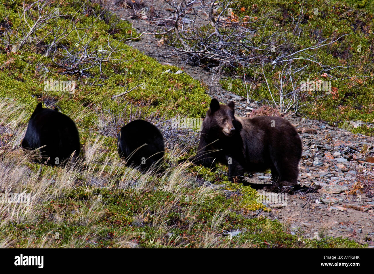 Black Bear (Ursus americanus) Cannella seminare pascolo di bacche con il suo nero lupetti, Waterton Lakes National Parks, Alberta, Canada Foto Stock