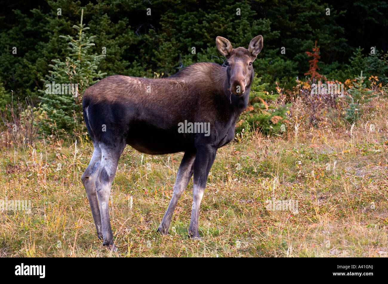 Alci (Alces alces) femmina nella radura sul ciglio della strada vicino a Highwood Pass Peter Lougheed Parco Provinciale, Alberta, Canada Foto Stock