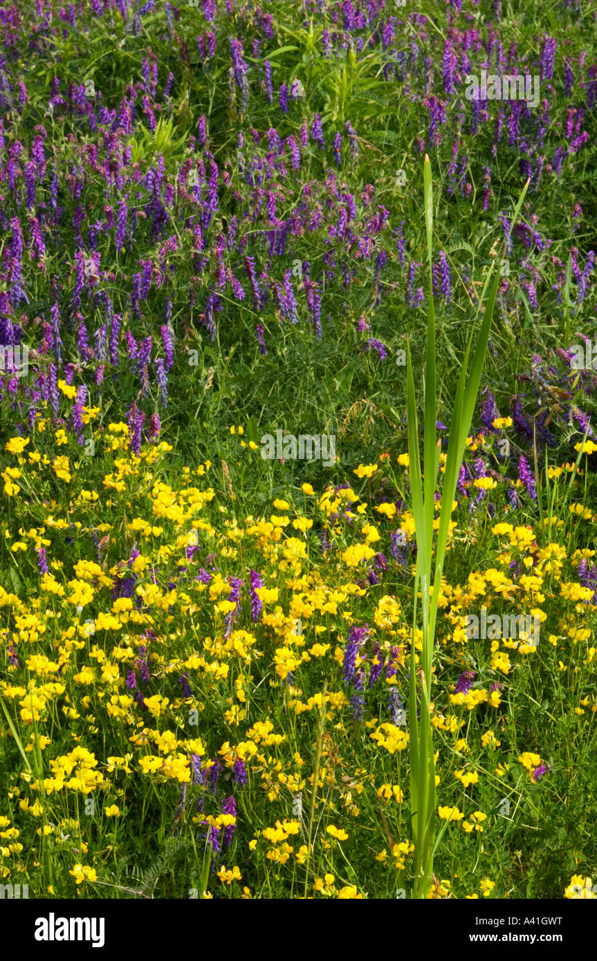 Trifoglio Birdsfoot (Lotus corniculatus) e Cow veccia (Vicia cracca), maggiore Sudbury, Ontario, Canada Foto Stock