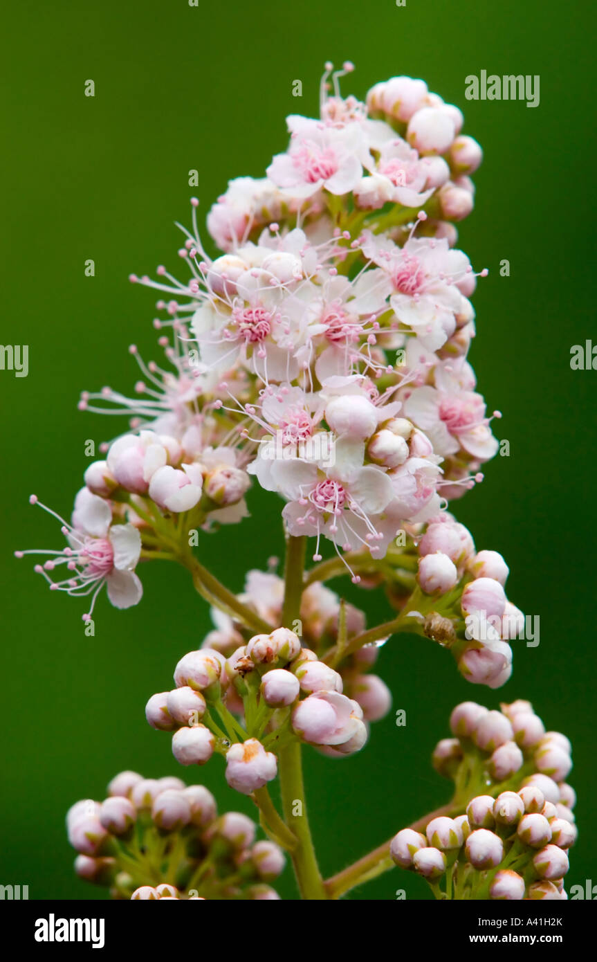 Latifoglie spirea olmaria (Spiraea latifolia) Fiori, maggiore Sudbury, Ontario, Canada Foto Stock