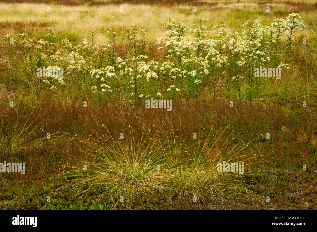 Nella tarda estate del prato comunità vegetali erbe Aestri e Bebbs sedge maggiore Sudbury, Ontario, Canada Foto Stock