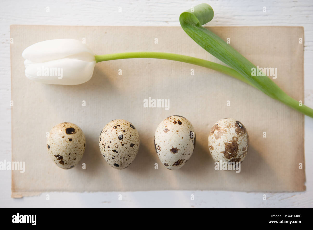 Ancora in vita di tulip e punteggiate di uova Foto Stock