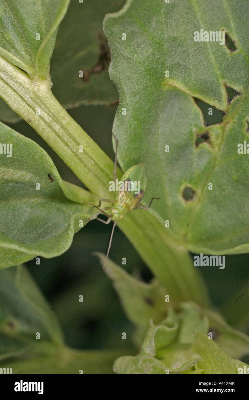 Capside VERDE LYGOCORIS PABULINUS ninfa su Broad Bean LEAF BV Foto Stock