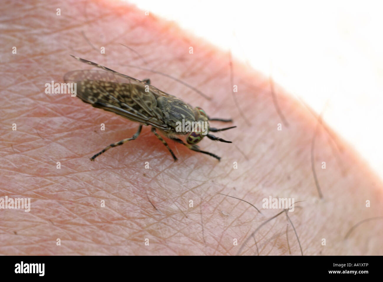 CLEG FLY PLUVIALIS HAEMATOPODA MORDERE TV UMANA Foto Stock