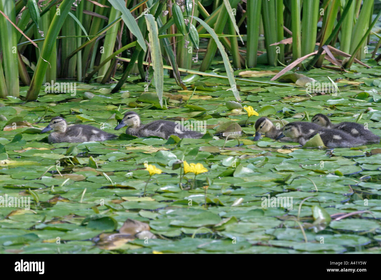 MALLARD ANO PLATYRHYNCHOS ANATROCCOLI nuoto attraverso la frangia di acqua Foto Stock