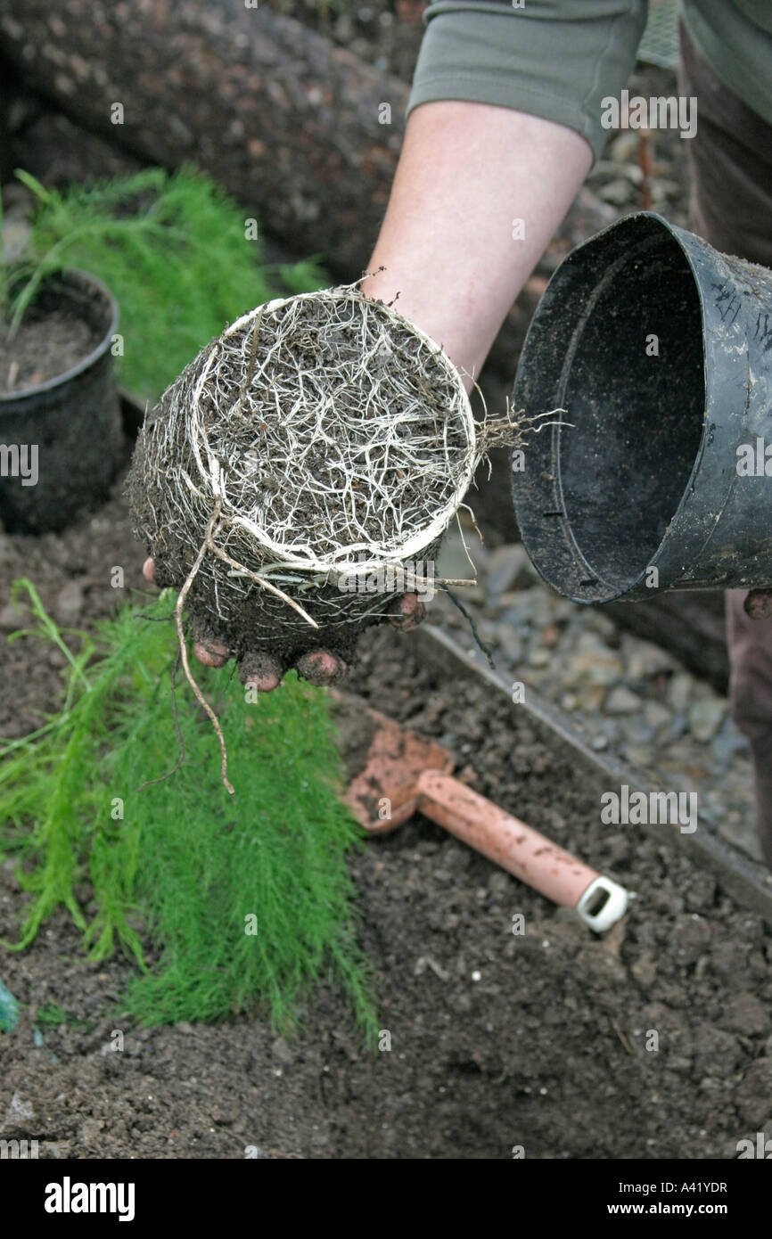 Piantare gli asparagi passo 4 togliere la pentola da pianta Foto Stock