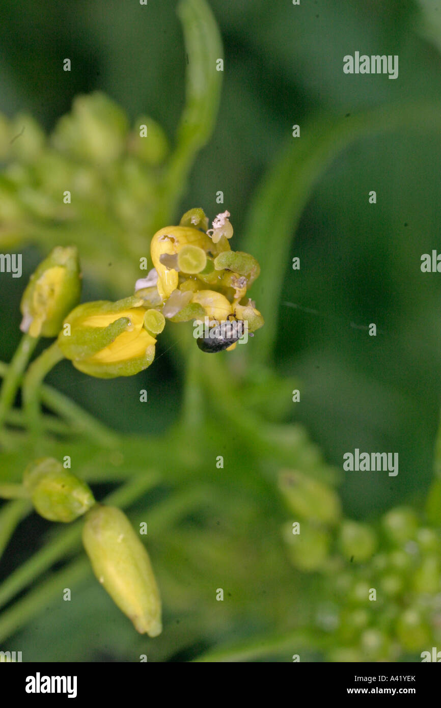 Altiche PHYLLOTRETA SPP SU FIORI DI RUCOLA Foto Stock