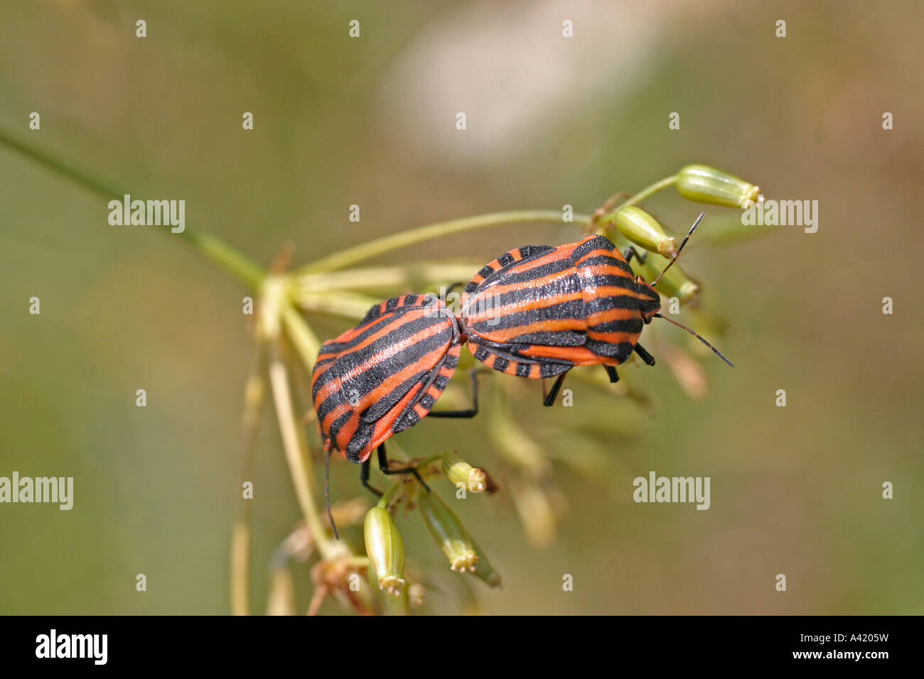 BUG DI PROTEZIONE GRAPHOSOMA ITALICUM coniugata coppia Foto Stock