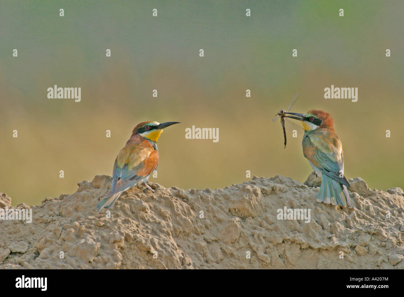 BEE EATER Merops apiaster coppia sul mucchio di sabbia vicino al foro di nido Foto Stock