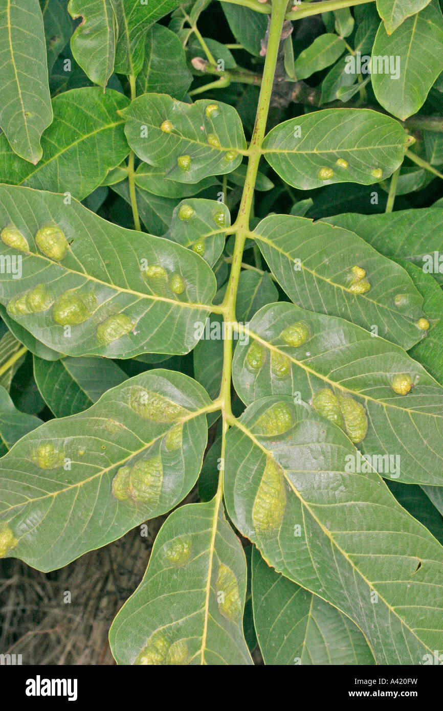 Foglie di noce GALL ERIOPHYES TRISTRIATUS sulle foglie causate da acari Foto Stock