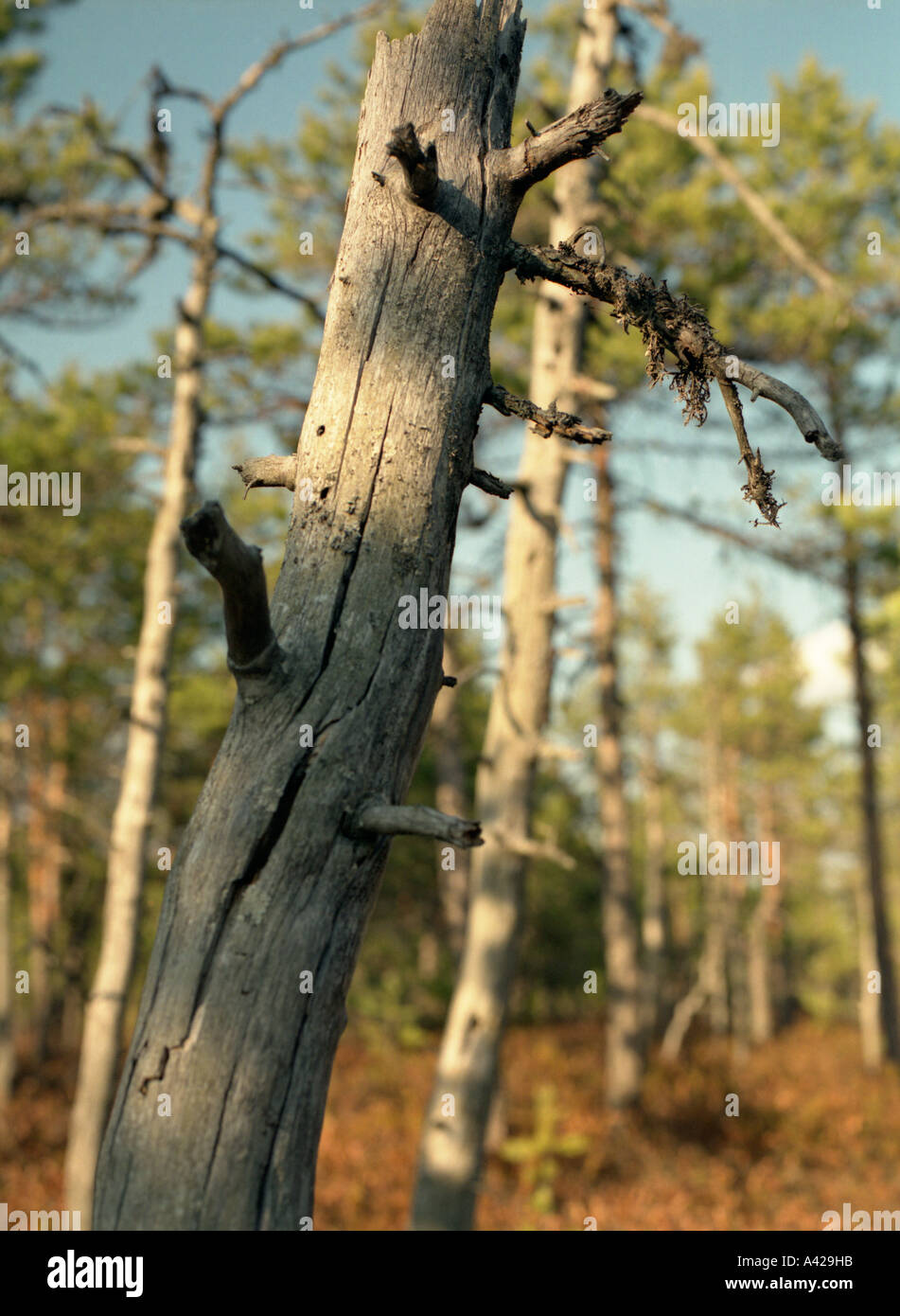 Bog foresta In Soomaa National Park, Estonia, Pärnu county Foto Stock