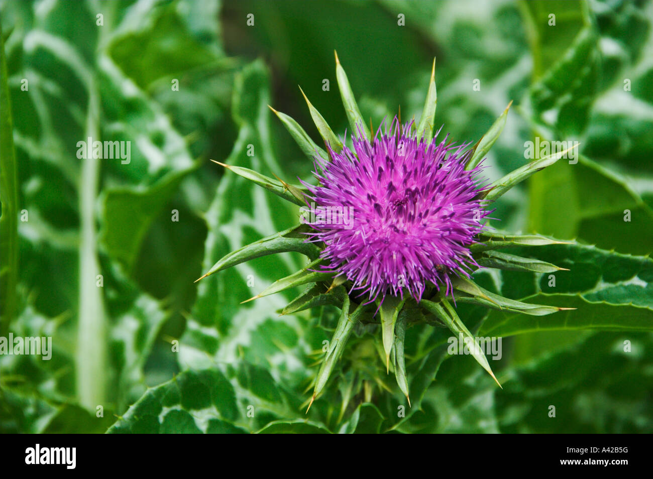 Un primo piano del fiore viola del Beato Thistle in giardini inglesi in Winnipeg Manitoba Canada Foto Stock